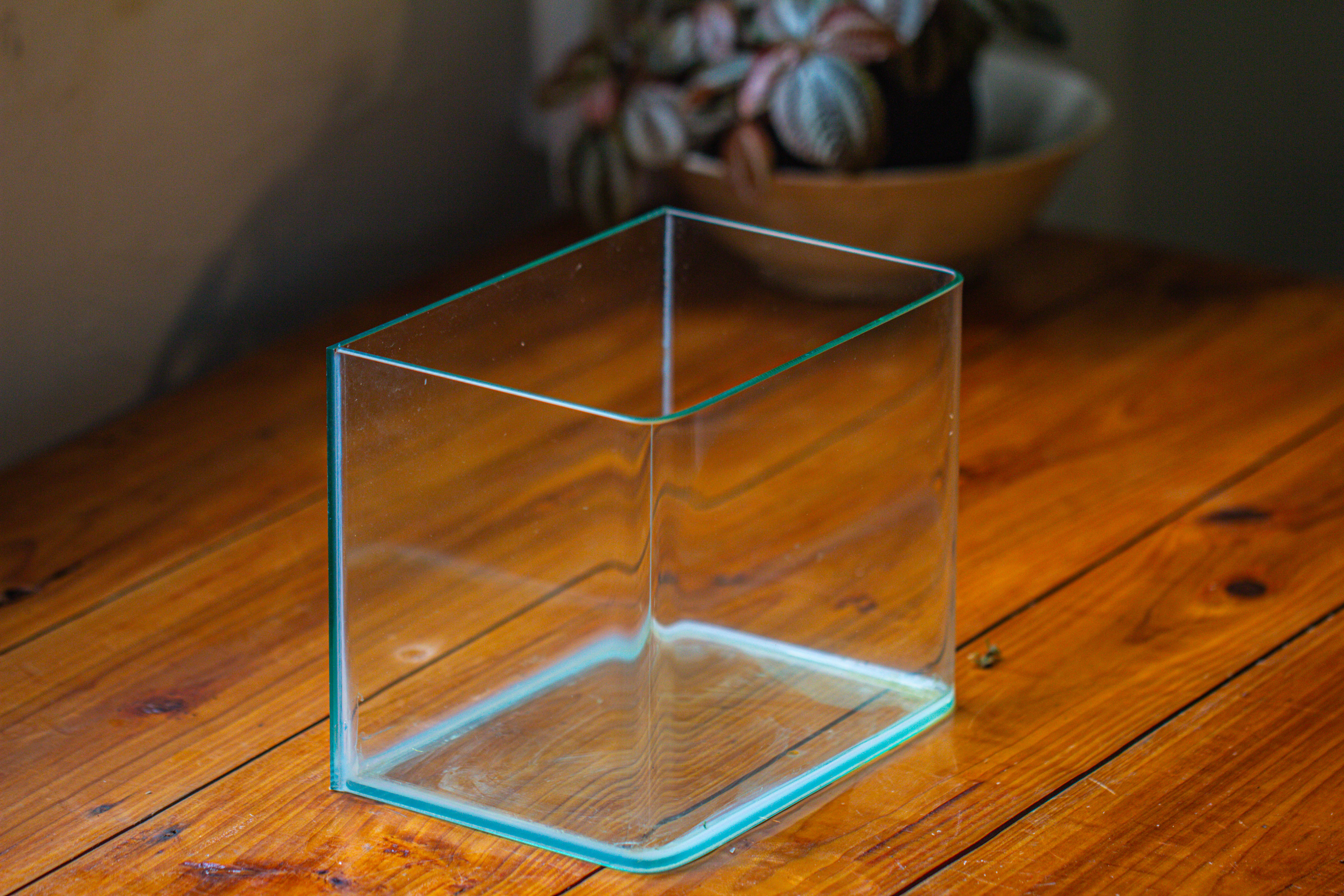 Open Moss Terrarium Building DIY Set with LED for Carnivorous Plants: pitcher - NCYPgarden