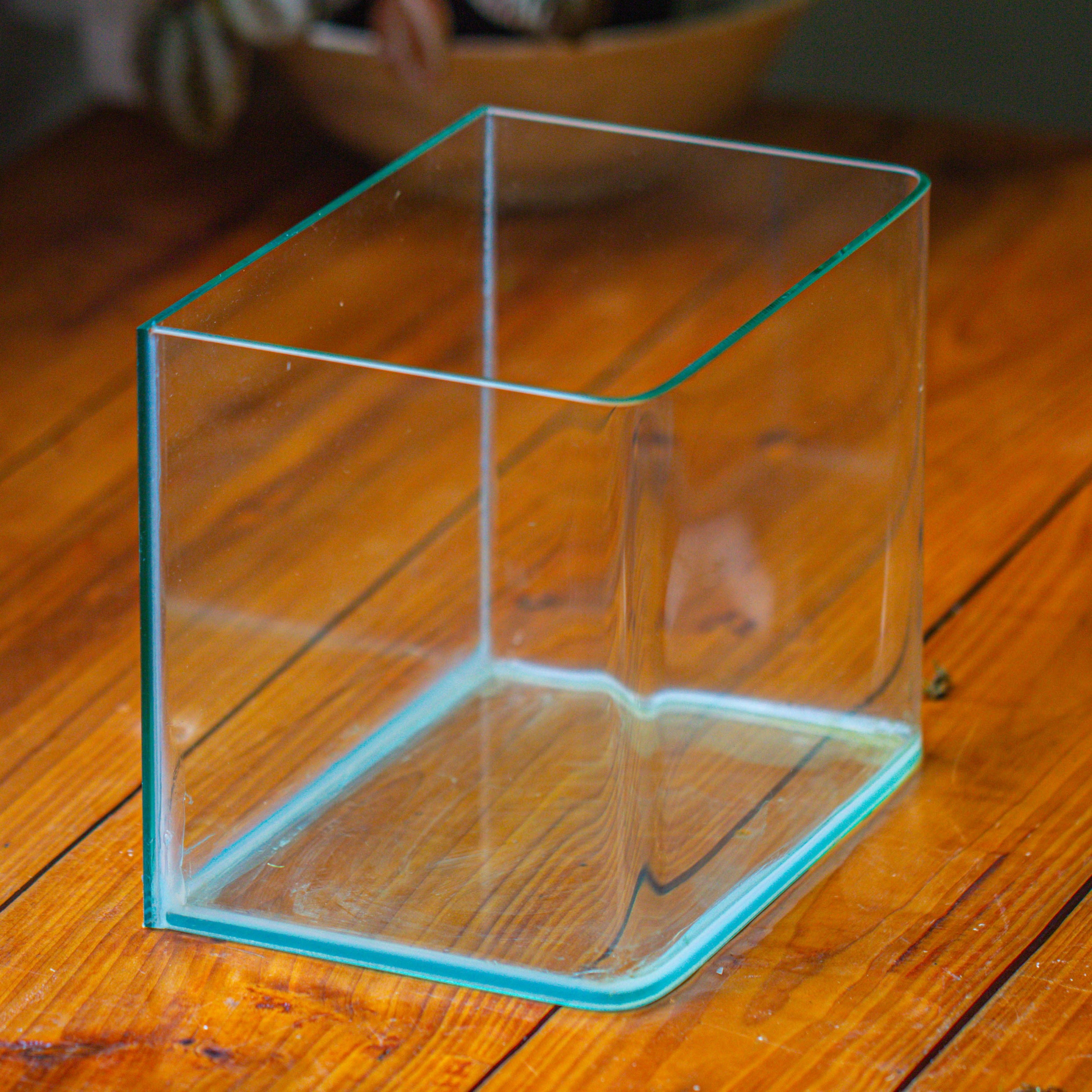 WaterTight Curved Glass Terrarium for Tropical Bog Plants - NCYPgarden