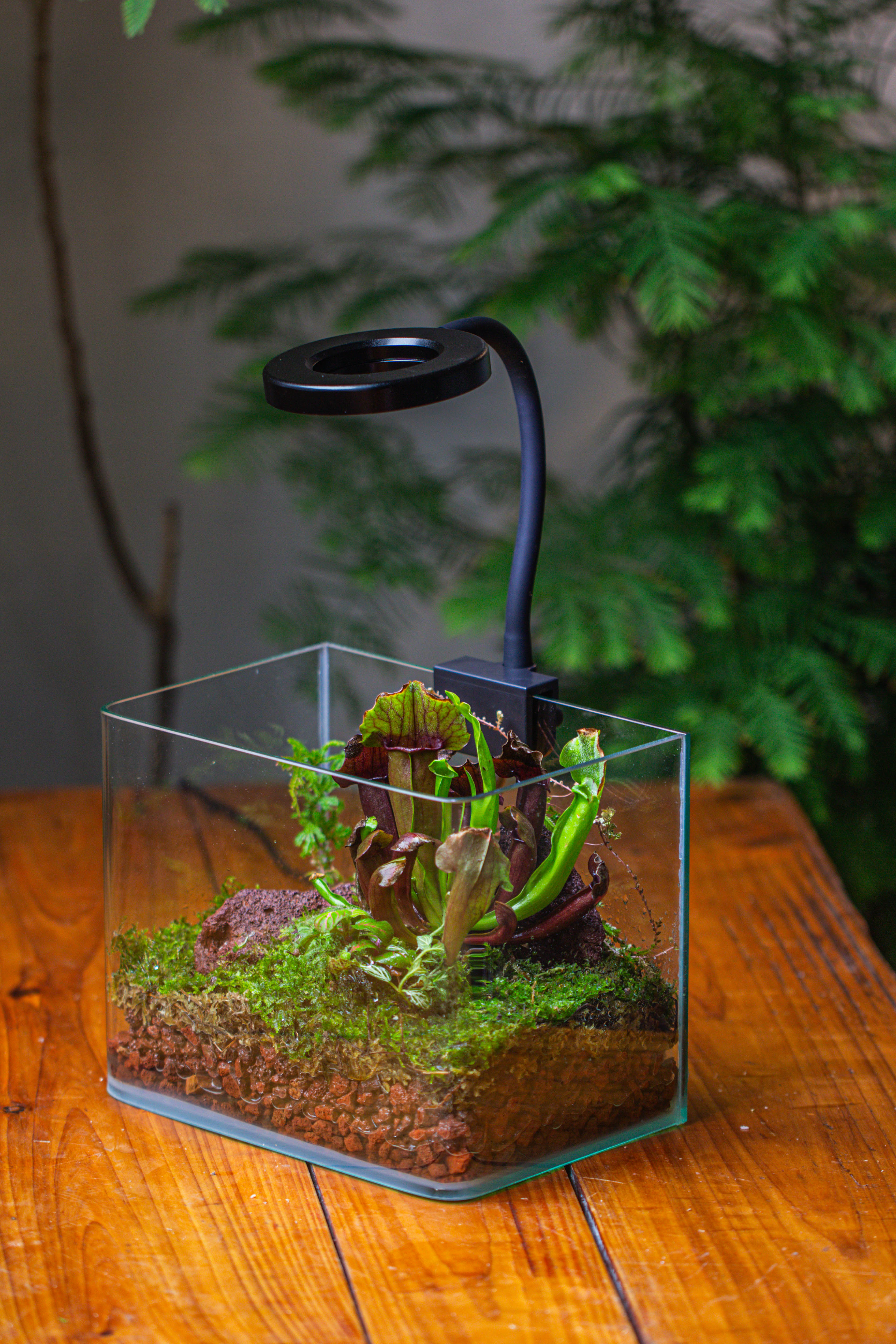WaterTight Curved Glass Terrarium with Grow Lamp for Tropical Bog Plants - NCYPgarden