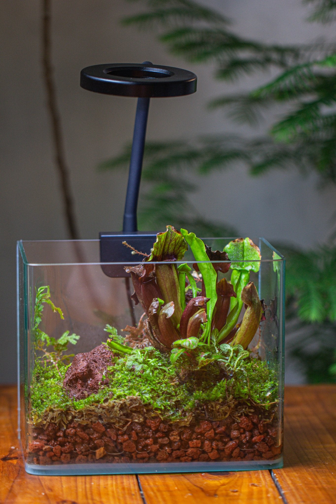 plant terrarium with grow light WaterTight Curved Glass Terrarium with Grow Lamp for Tropical Bog Plants