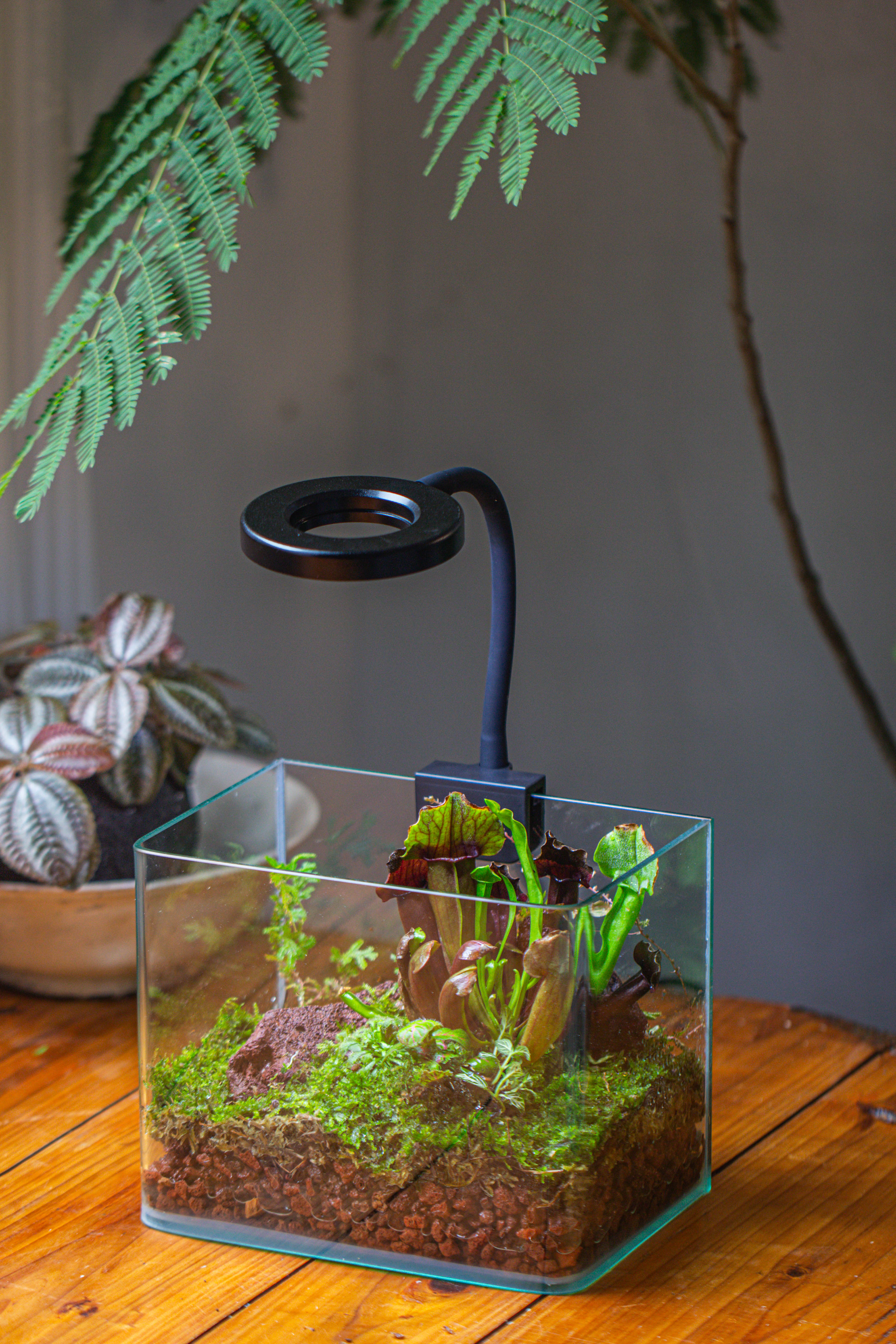 WaterTight Curved Glass Terrarium with Grow Lamp for Tropical Bog Plants - NCYPgarden