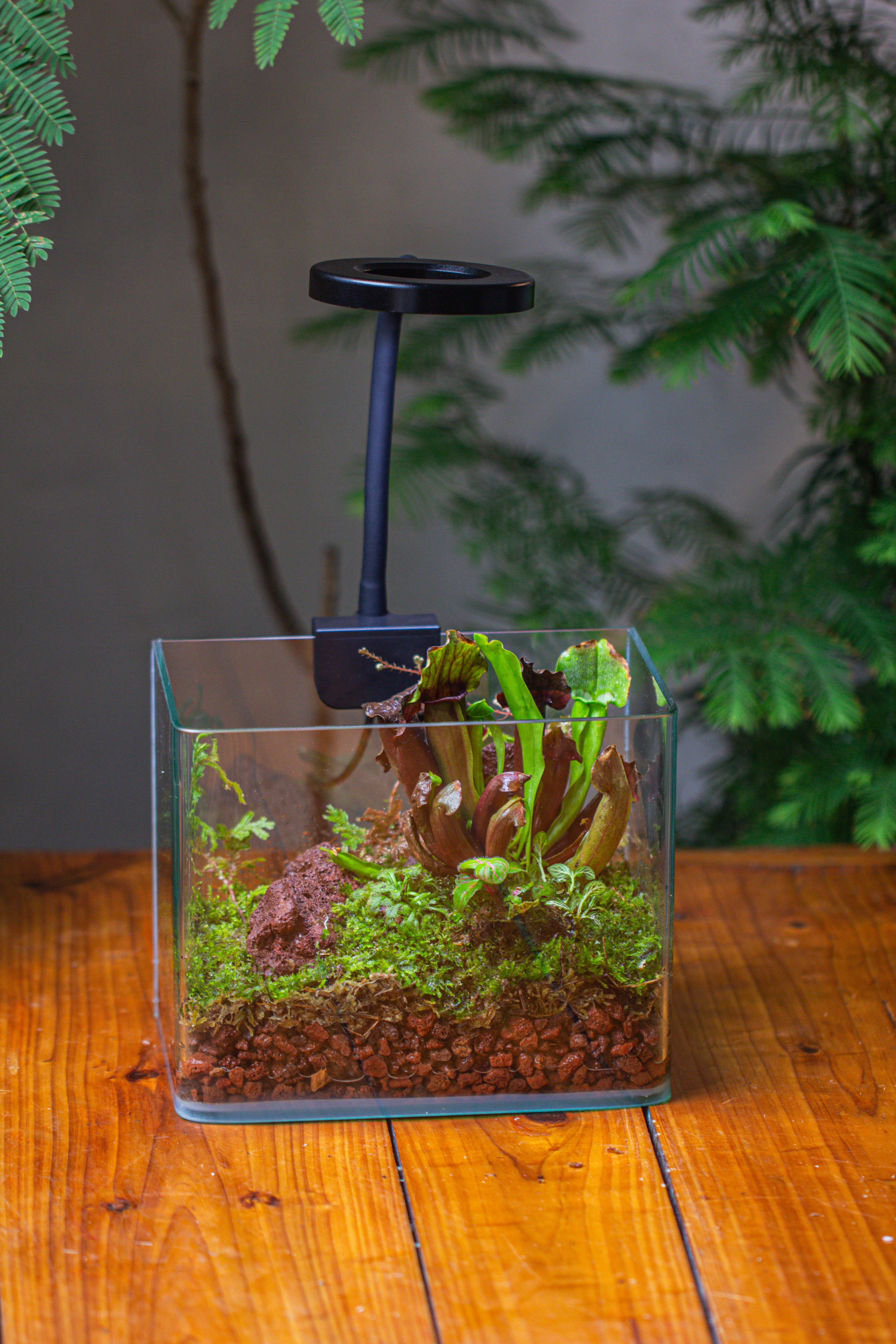 WaterTight Curved Glass Terrarium with Grow Lamp for Tropical Bog Plants - NCYPgarden