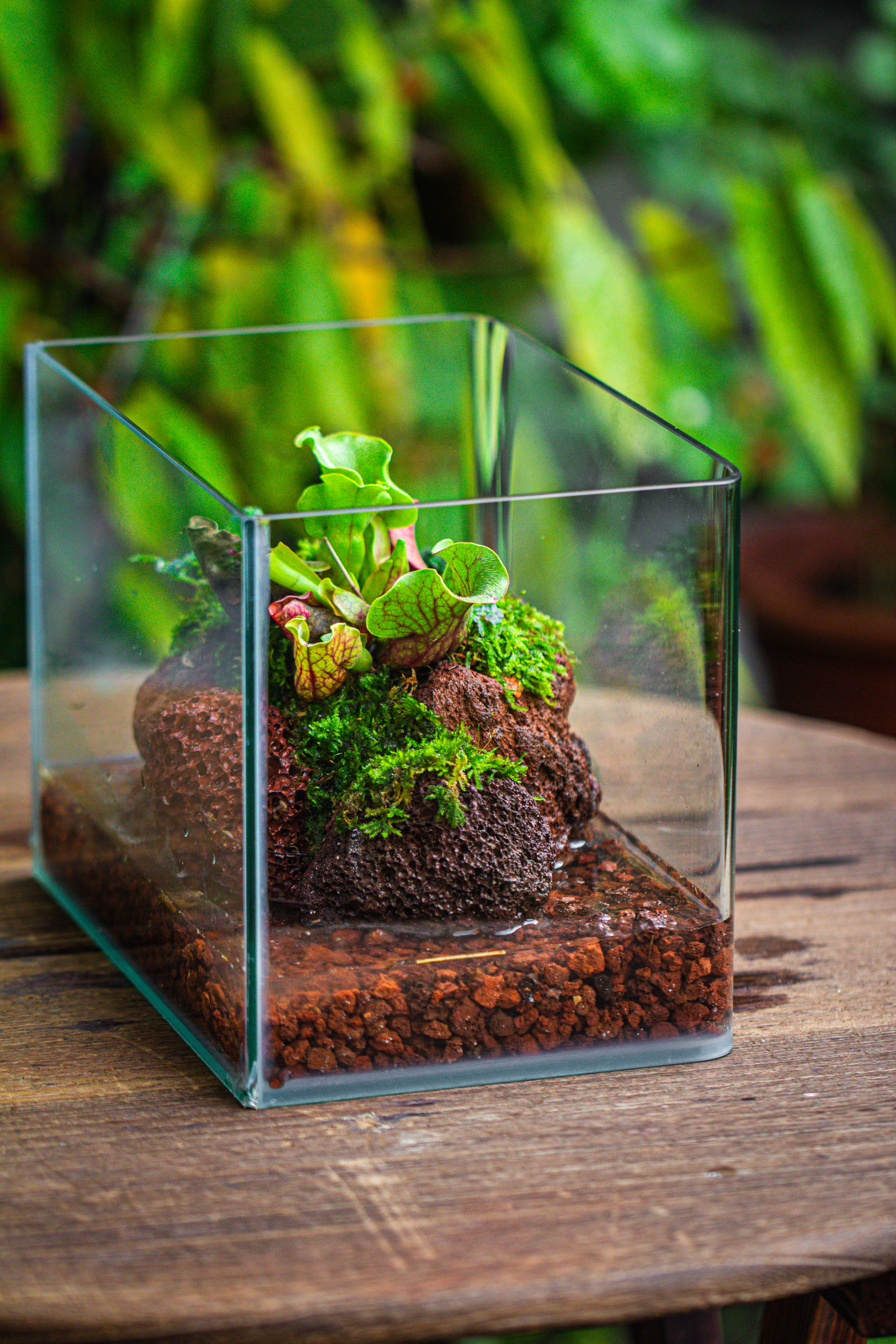 WaterTight Curved Glass Terrarium with Grow Lamp for Tropical Bog Plants - NCYPgarden