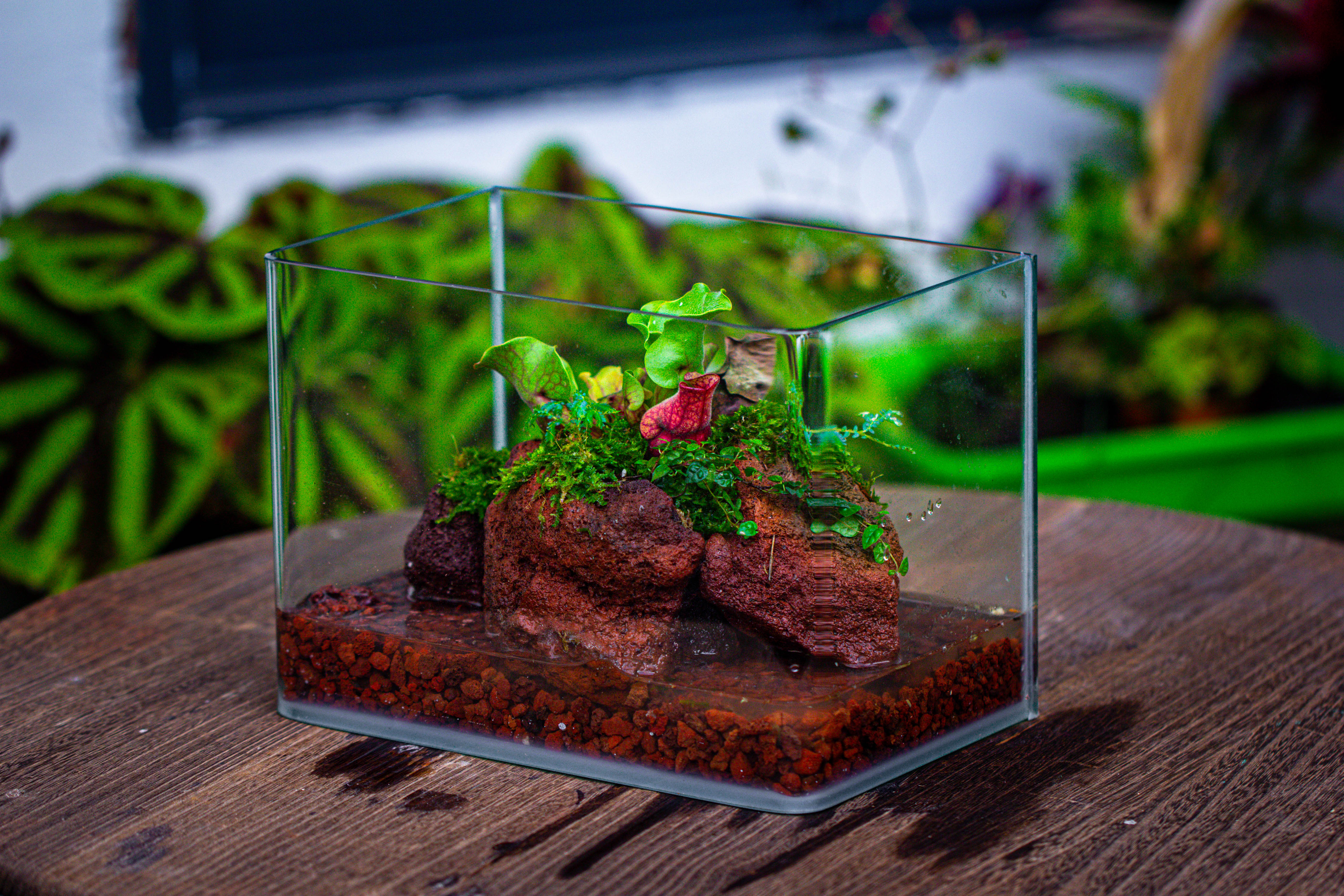 WaterTight Curved Glass Terrarium with Grow Lamp for Tropical Bog Plants - NCYPgarden