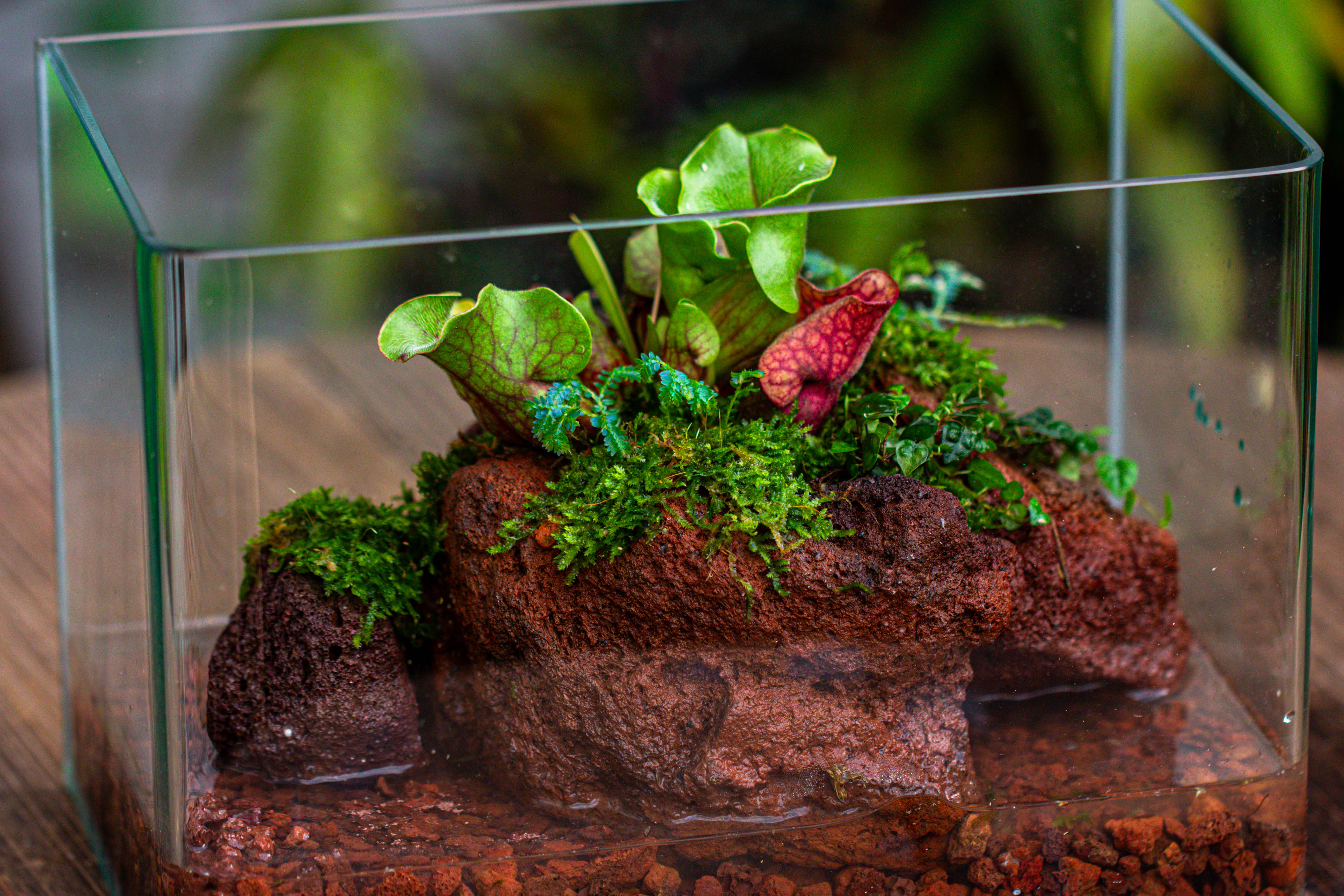 WaterTight Curved Glass Terrarium with Grow Lamp for Tropical Bog Plants - NCYPgarden