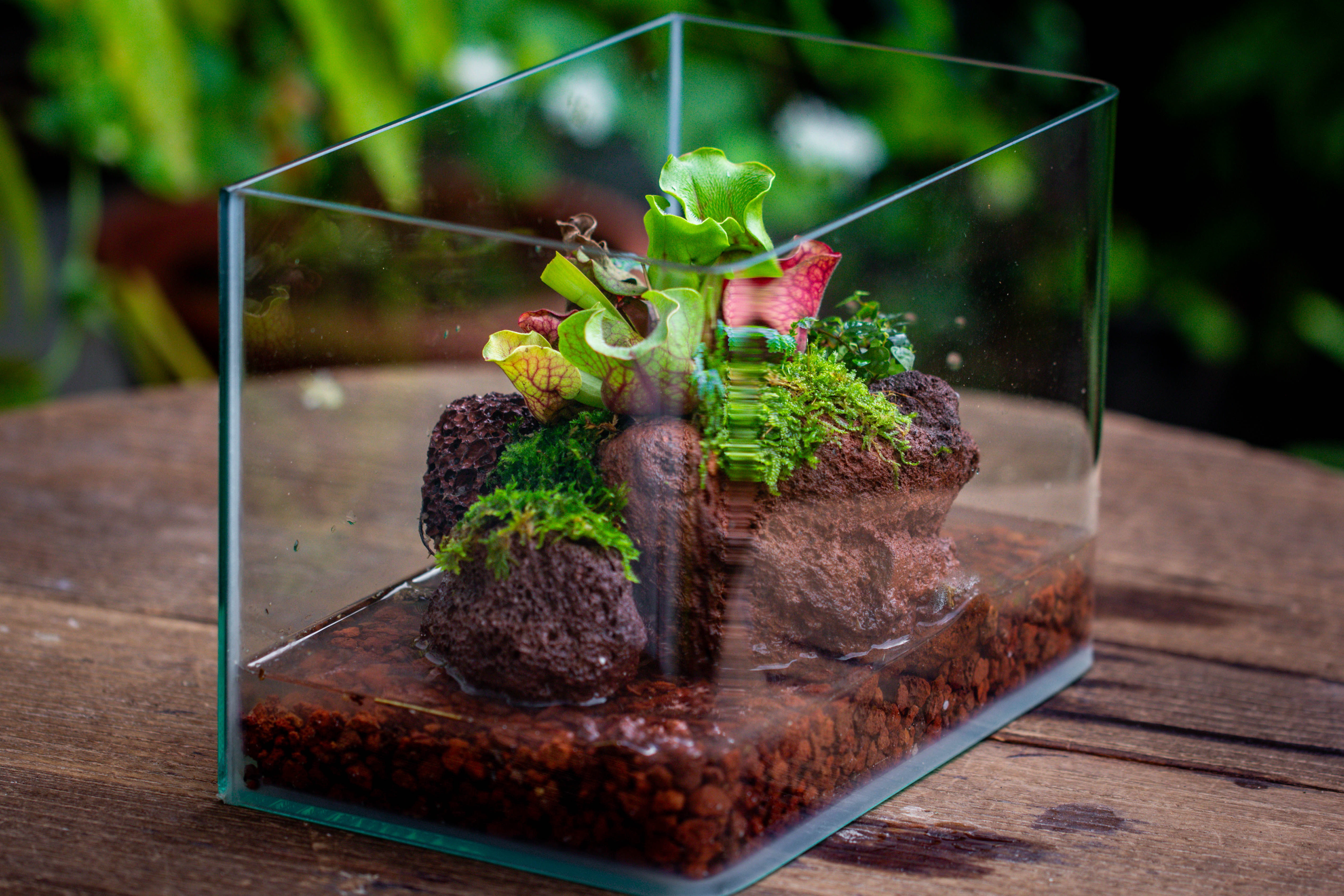 WaterTight Curved Glass Terrarium with Grow Lamp for Tropical Bog Plants - NCYPgarden