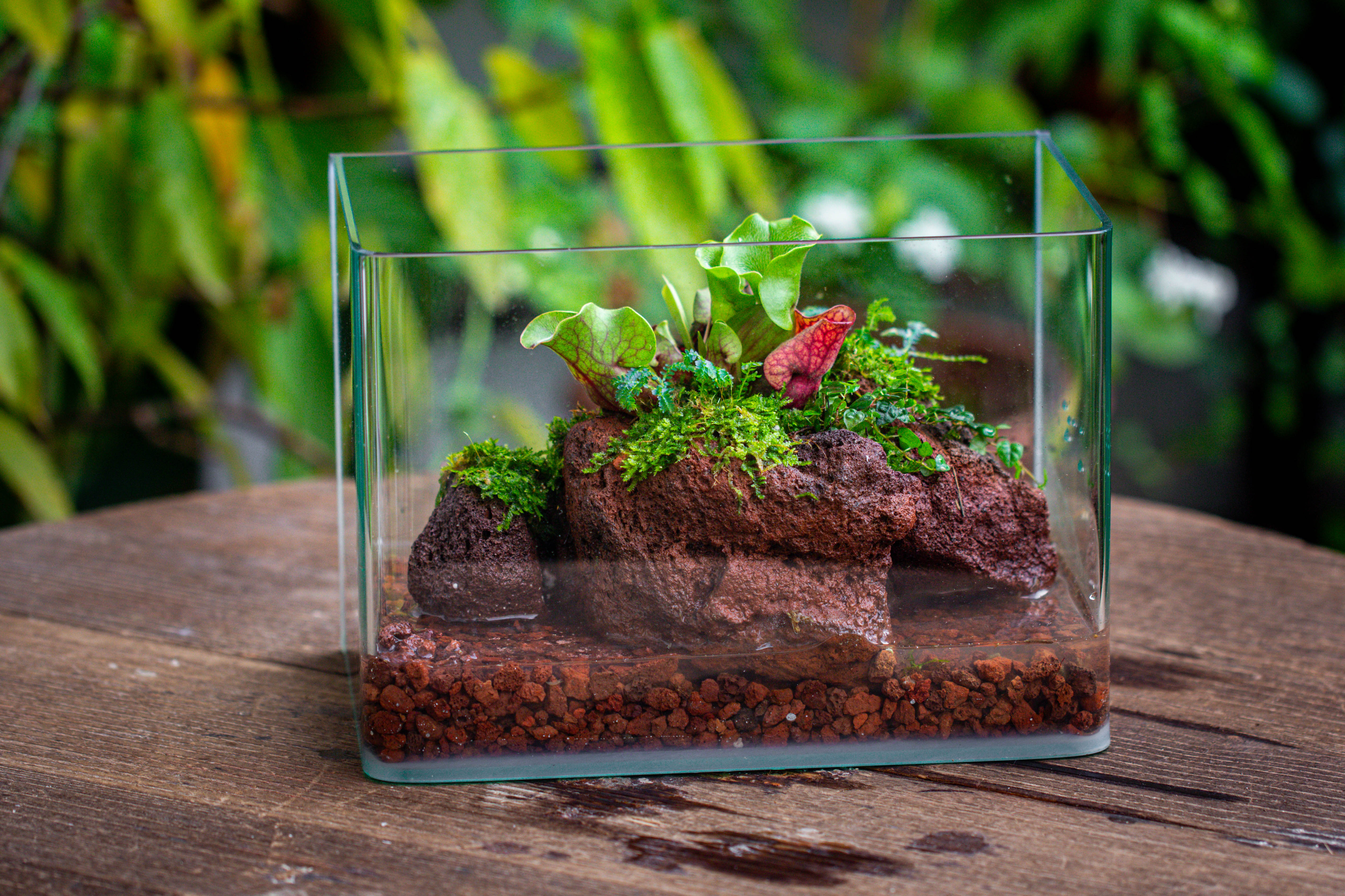 WaterTight Curved Glass Terrarium with Grow Lamp for Tropical Bog Plants - NCYPgarden