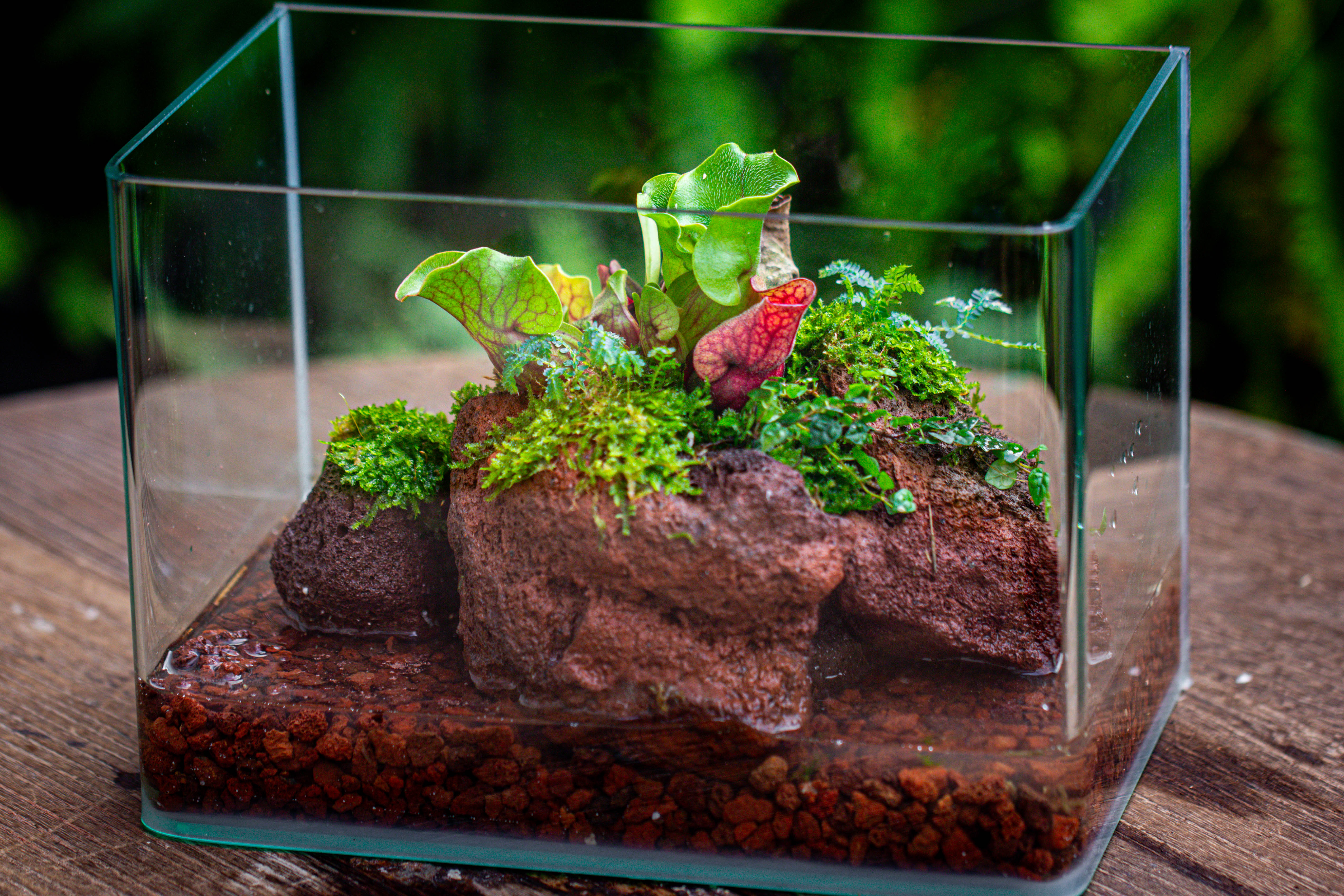 WaterTight Curved Glass Terrarium with Grow Lamp for Tropical Bog Plants - NCYPgarden