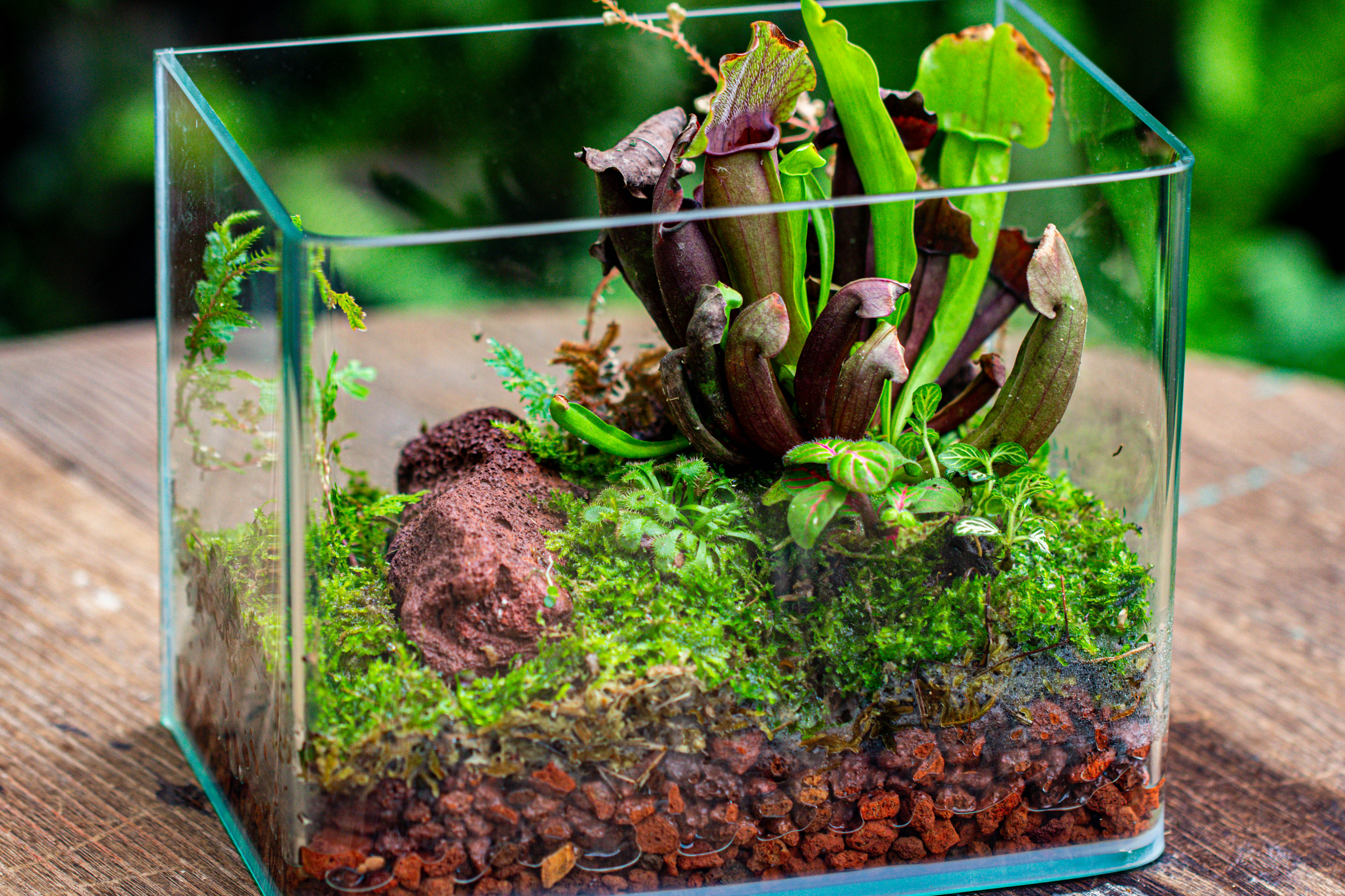 Open Moss Terrarium Building DIY Set with LED for Carnivorous Plants: pitcher - NCYPgarden