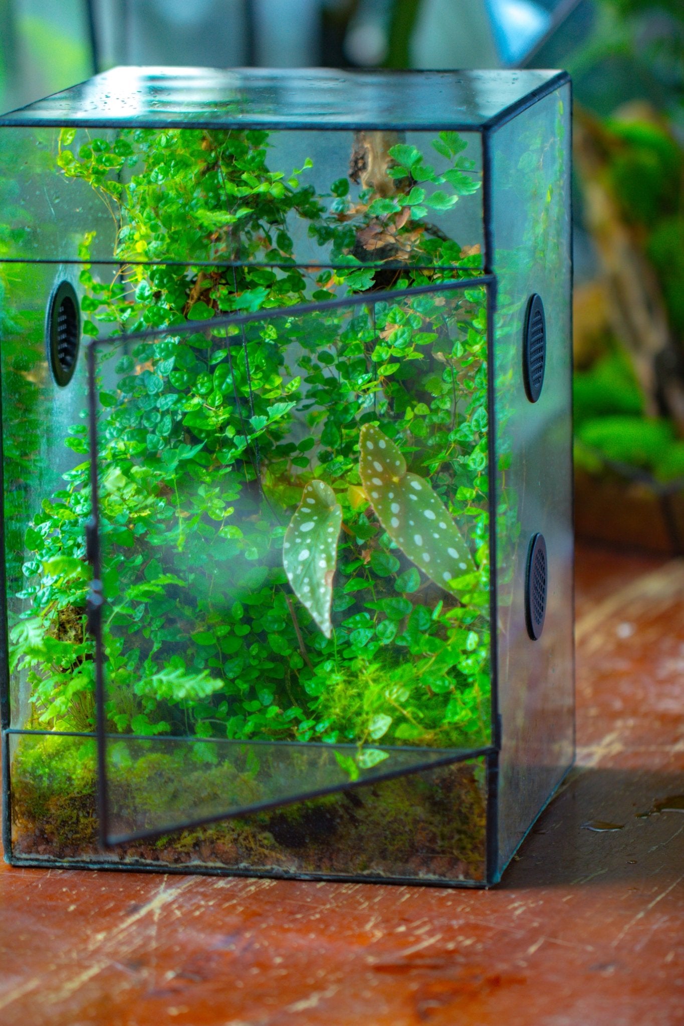 8x8x12" Tin and Glass Terrarium with 4 vents，Watertight - NCYPgarden