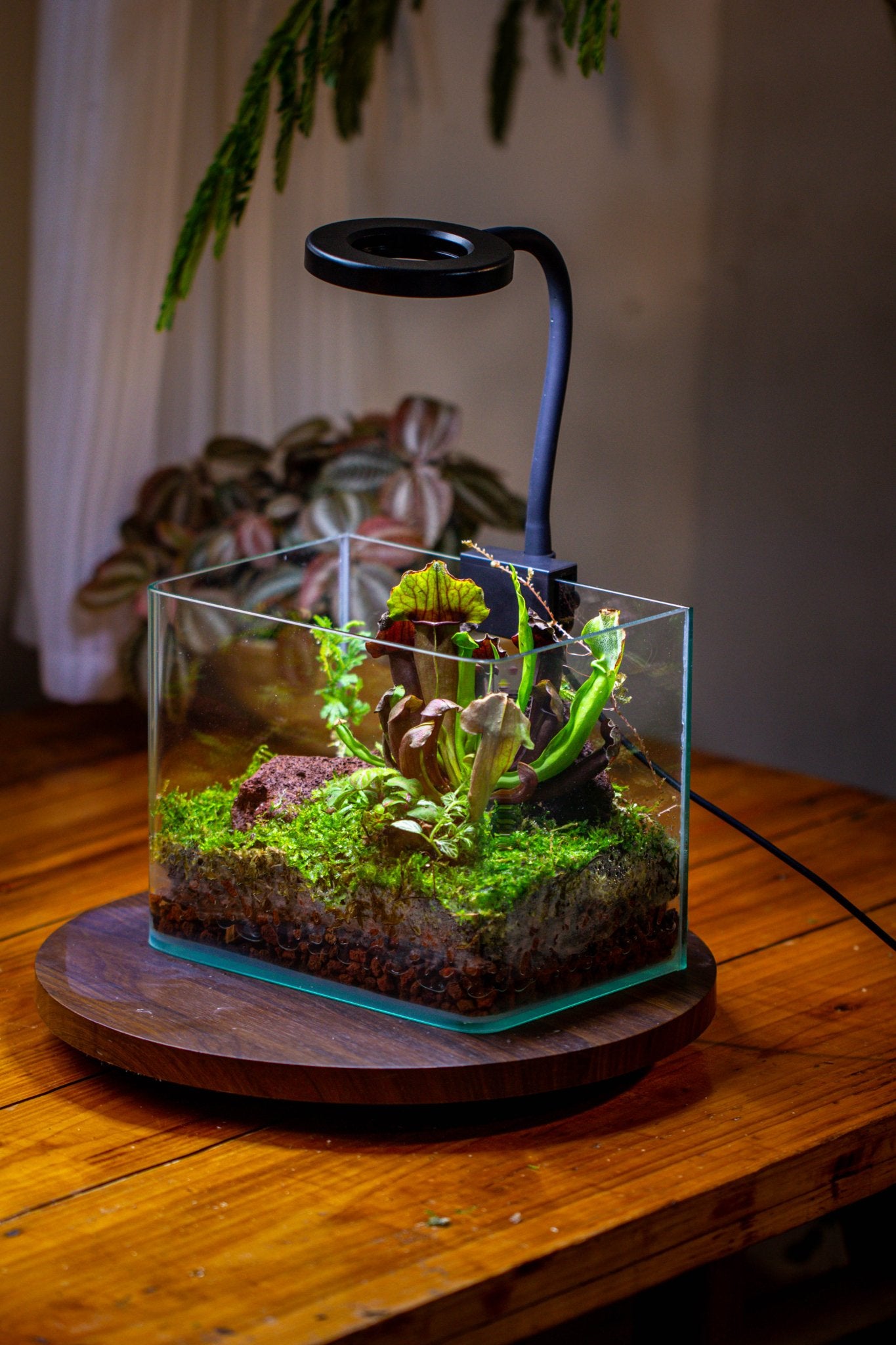 plants for terrarium open Open Moss Terrarium Building DIY Set with LED for Carnivorous Plants: – NCYPgarden