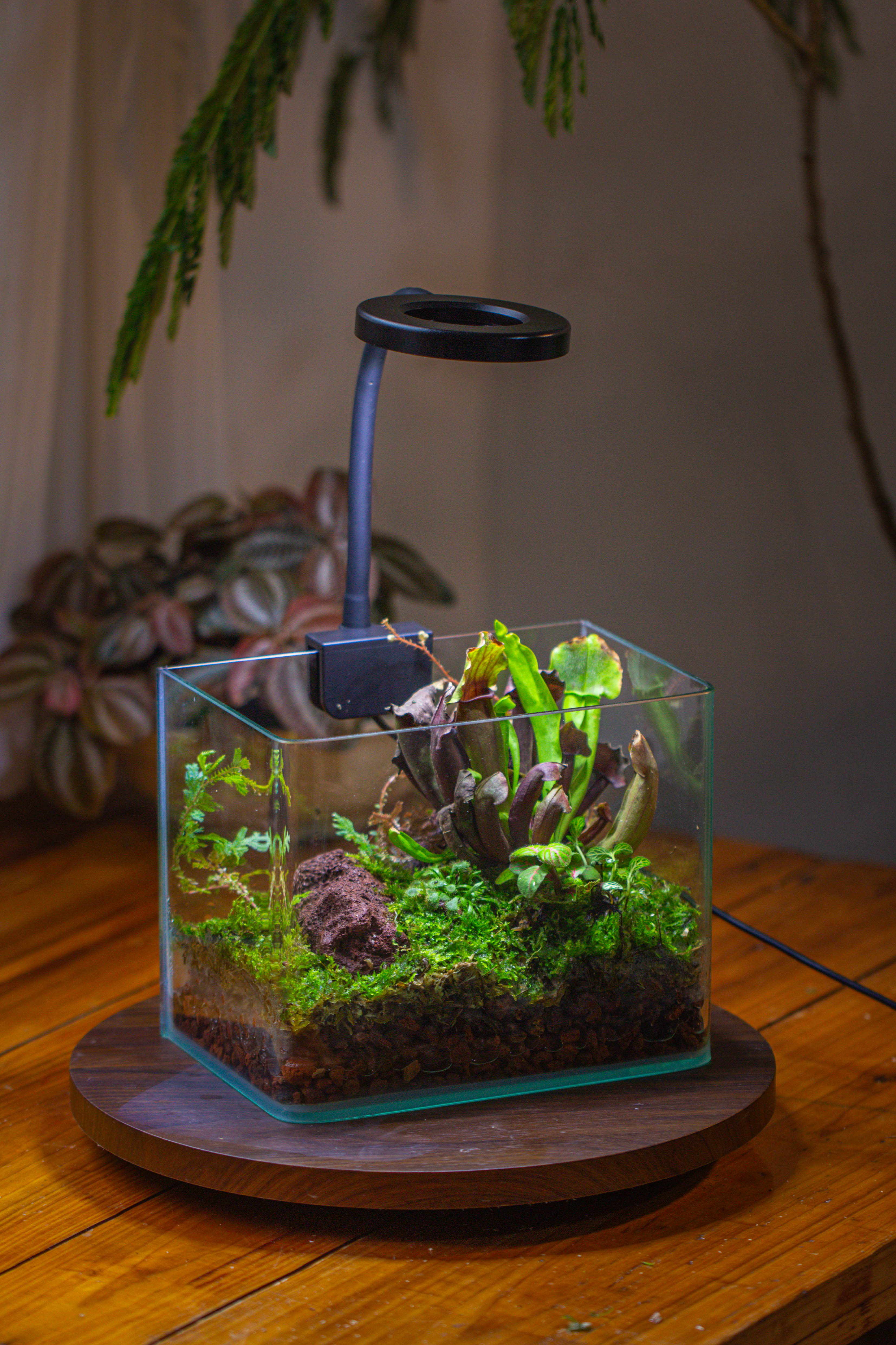 WaterTight Curved Glass Terrarium with Grow Lamp for Tropical Bog Plants - NCYPgarden