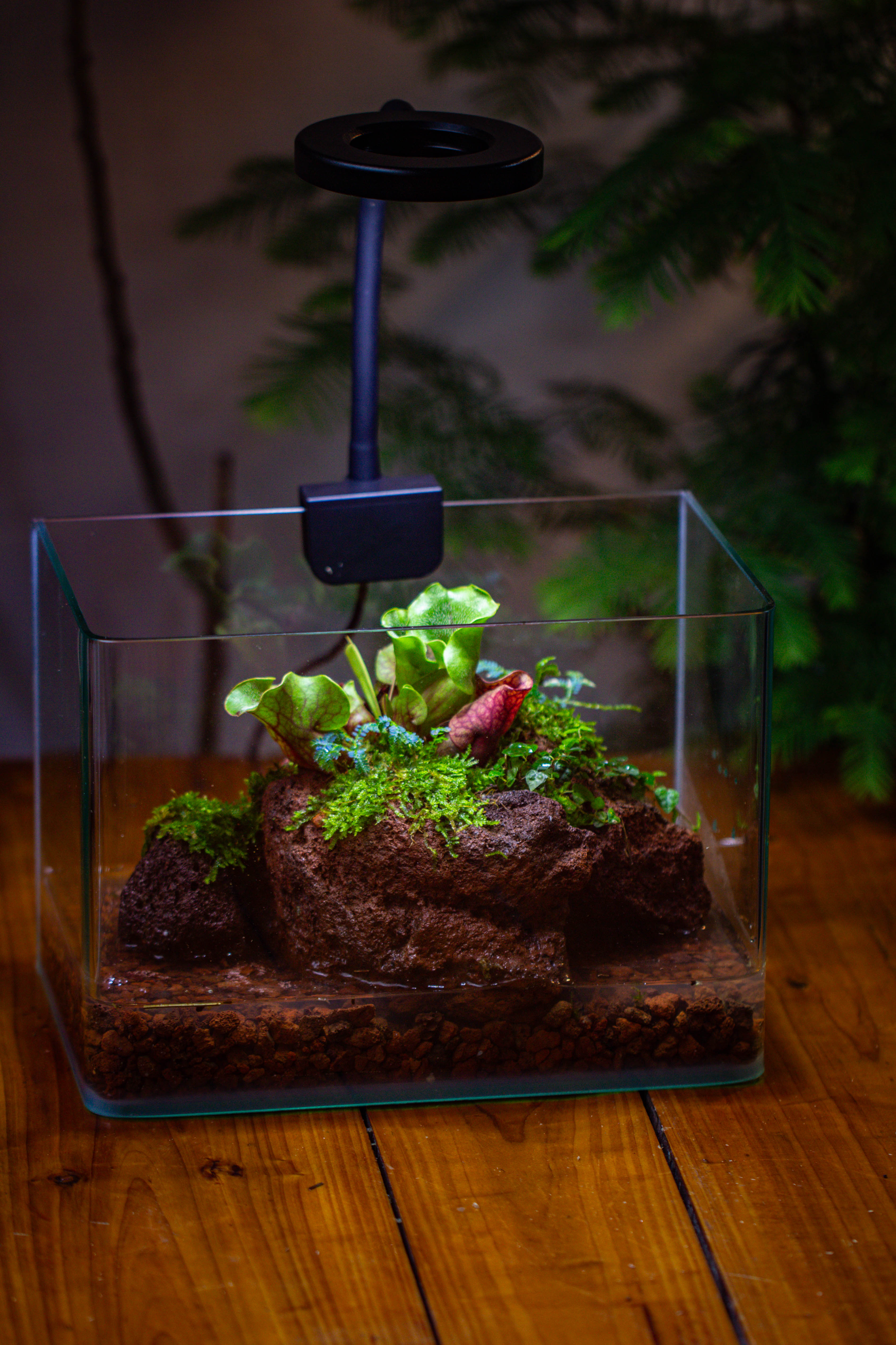 WaterTight Curved Glass Terrarium with Grow Lamp for Tropical Bog Plants - NCYPgarden