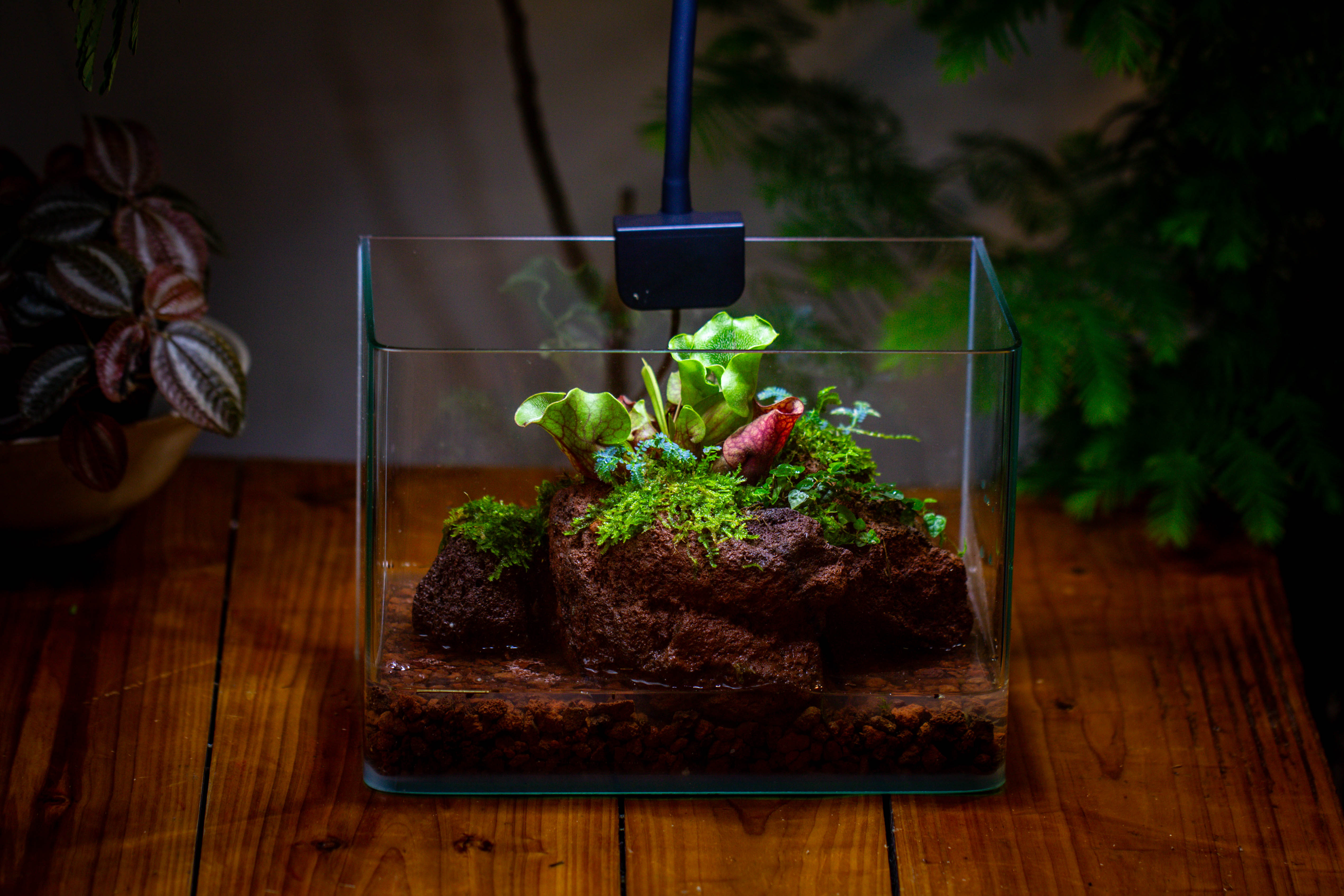 WaterTight Curved Glass Terrarium with Grow Lamp for Tropical Bog Plants - NCYPgarden