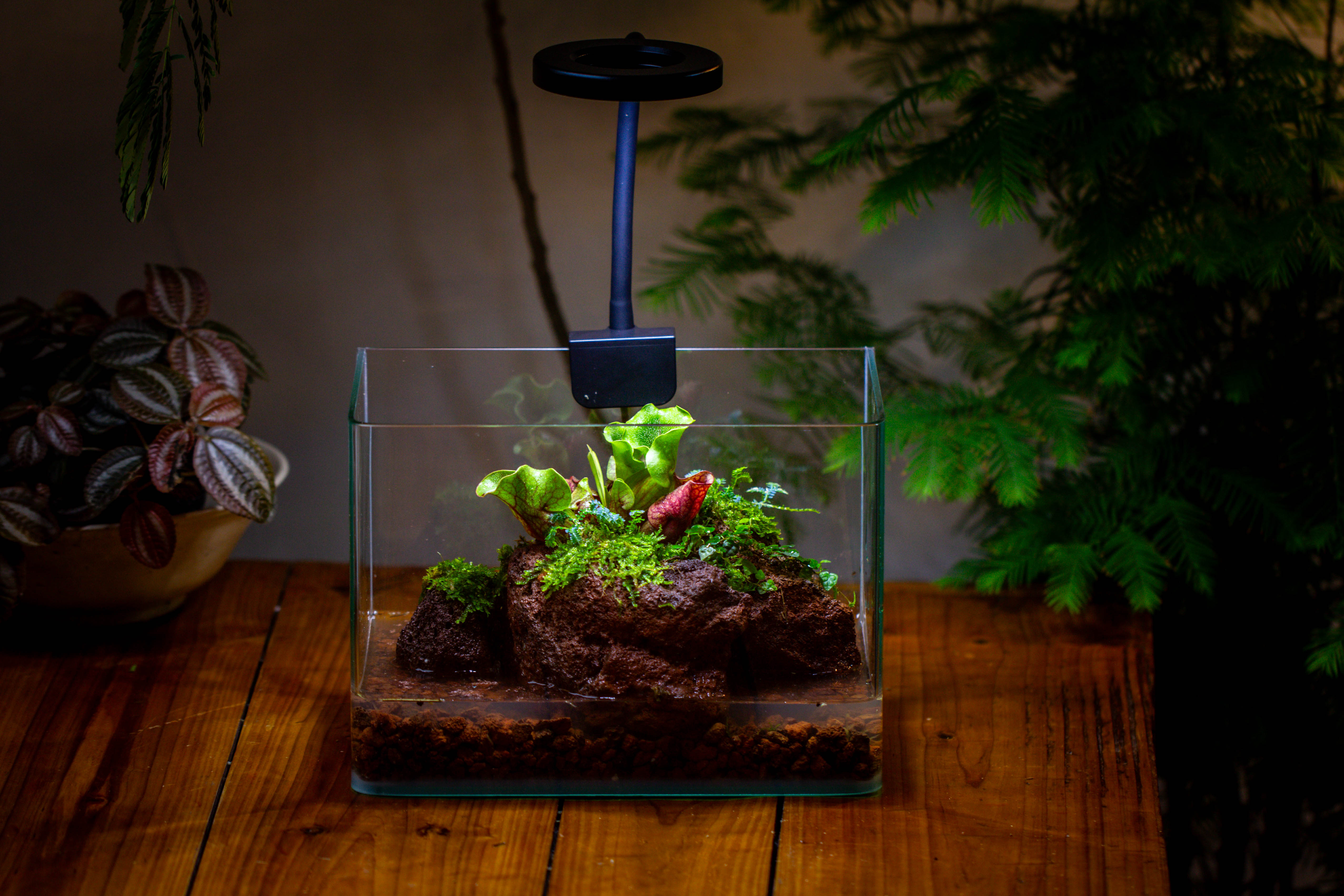 WaterTight Curved Glass Terrarium with Grow Lamp for Tropical Bog Plants - NCYPgarden