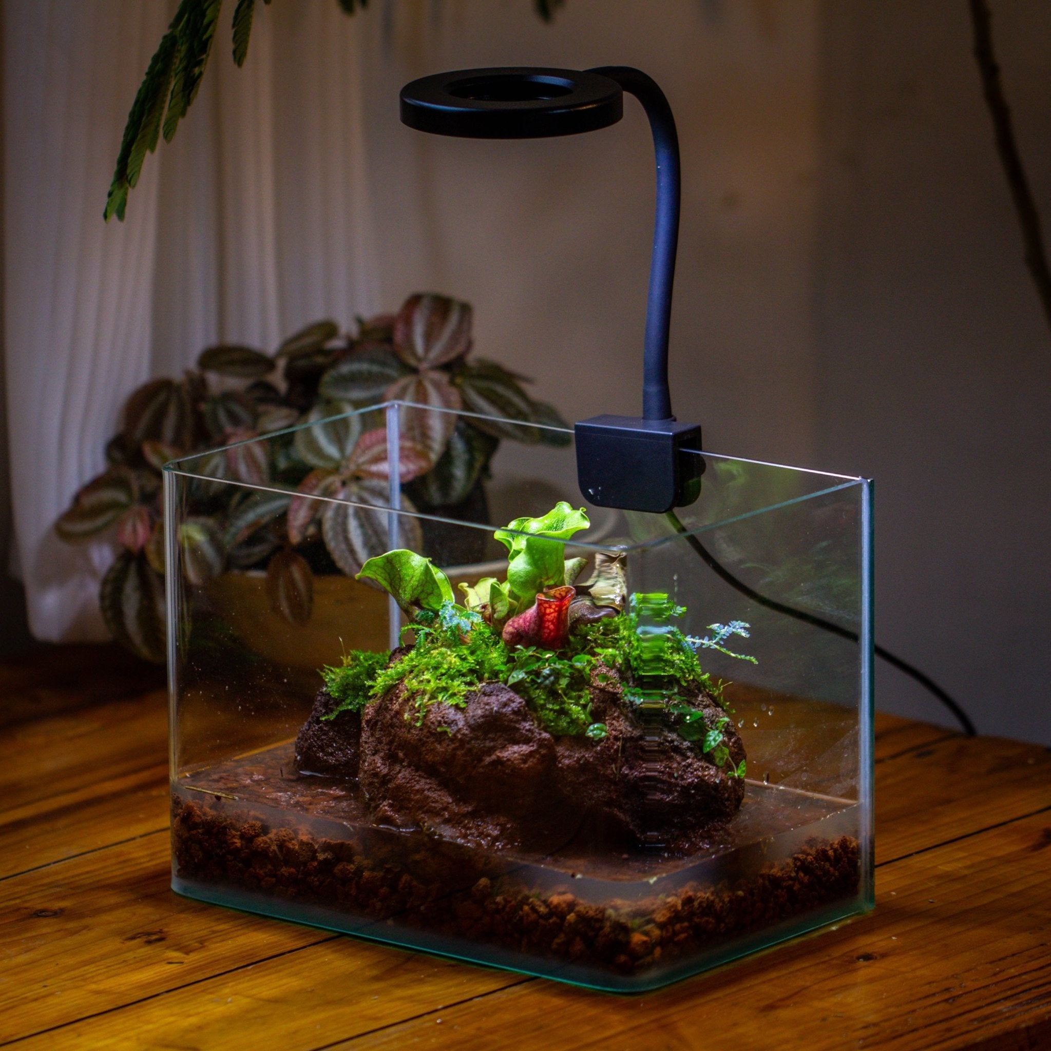 terrarium for carnivorous plants Open Bog Terrarium with LED Building DIY Set for Carnivorous Plants: P – NCYPgarden