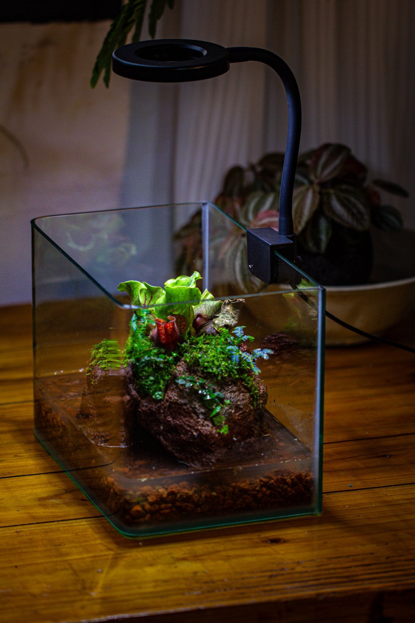 carnivorous plant terrarium layers Open Bog Terrarium with LED Building DIY Set for Carnivorous Plants: P – NCYPgarden