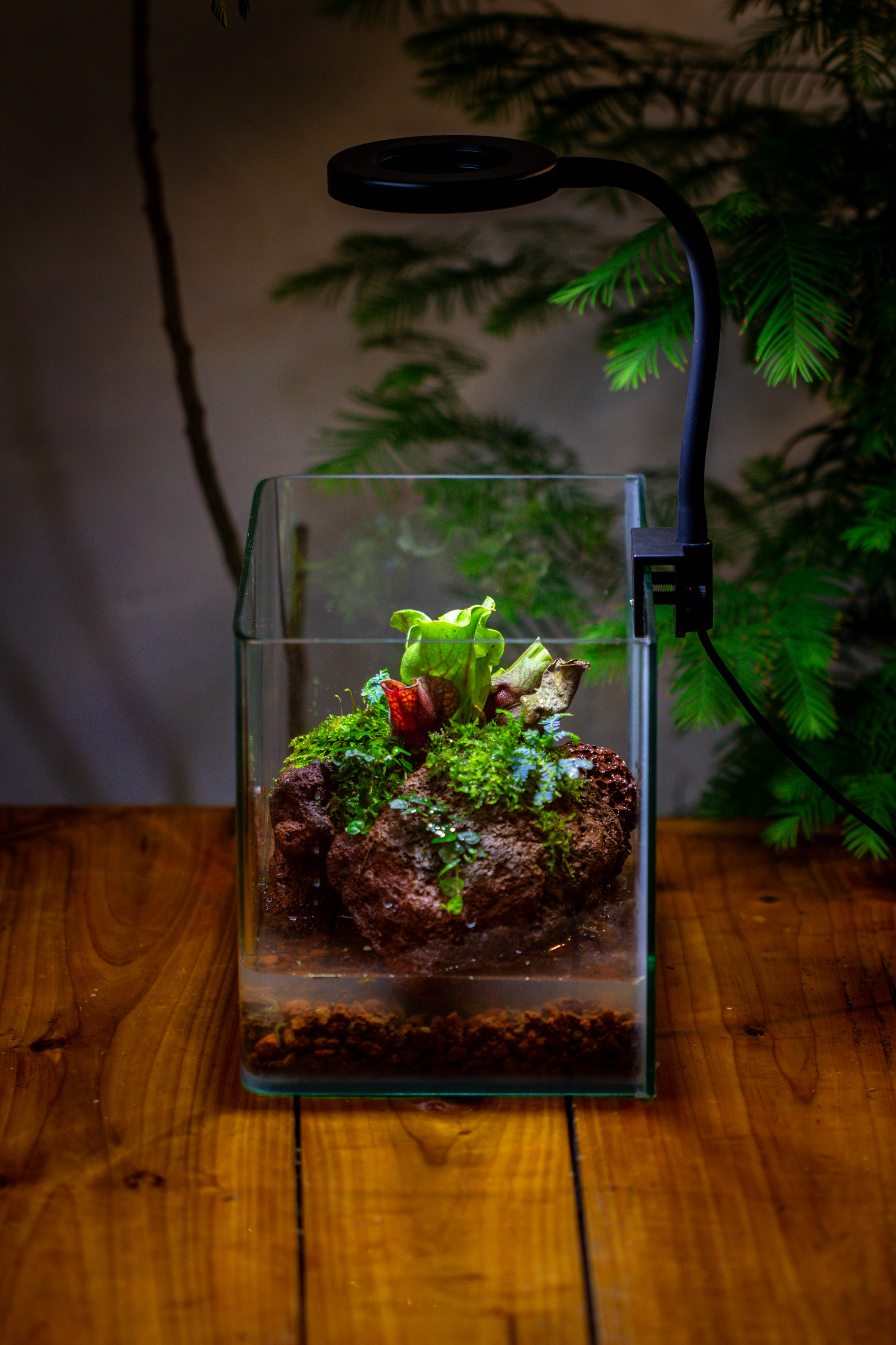 WaterTight Curved Glass Terrarium with Grow Lamp for Tropical Bog Plants - NCYPgarden