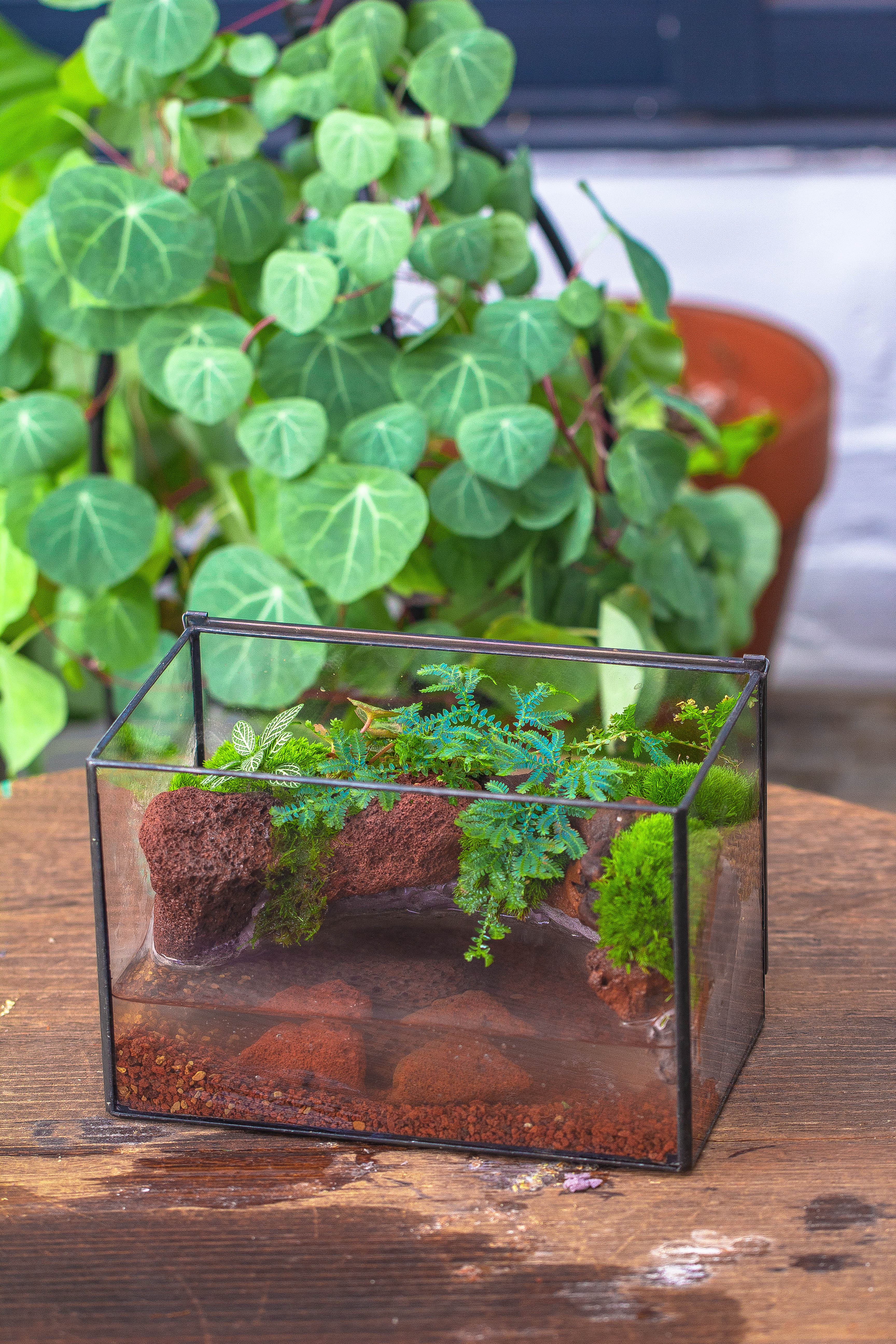 NCYP Watertight Close Rectangle Geometric Glass Tin Terrarium, for small waterpond, moss landscape, Live Miniature, water pond, landscape - NCYPgarden