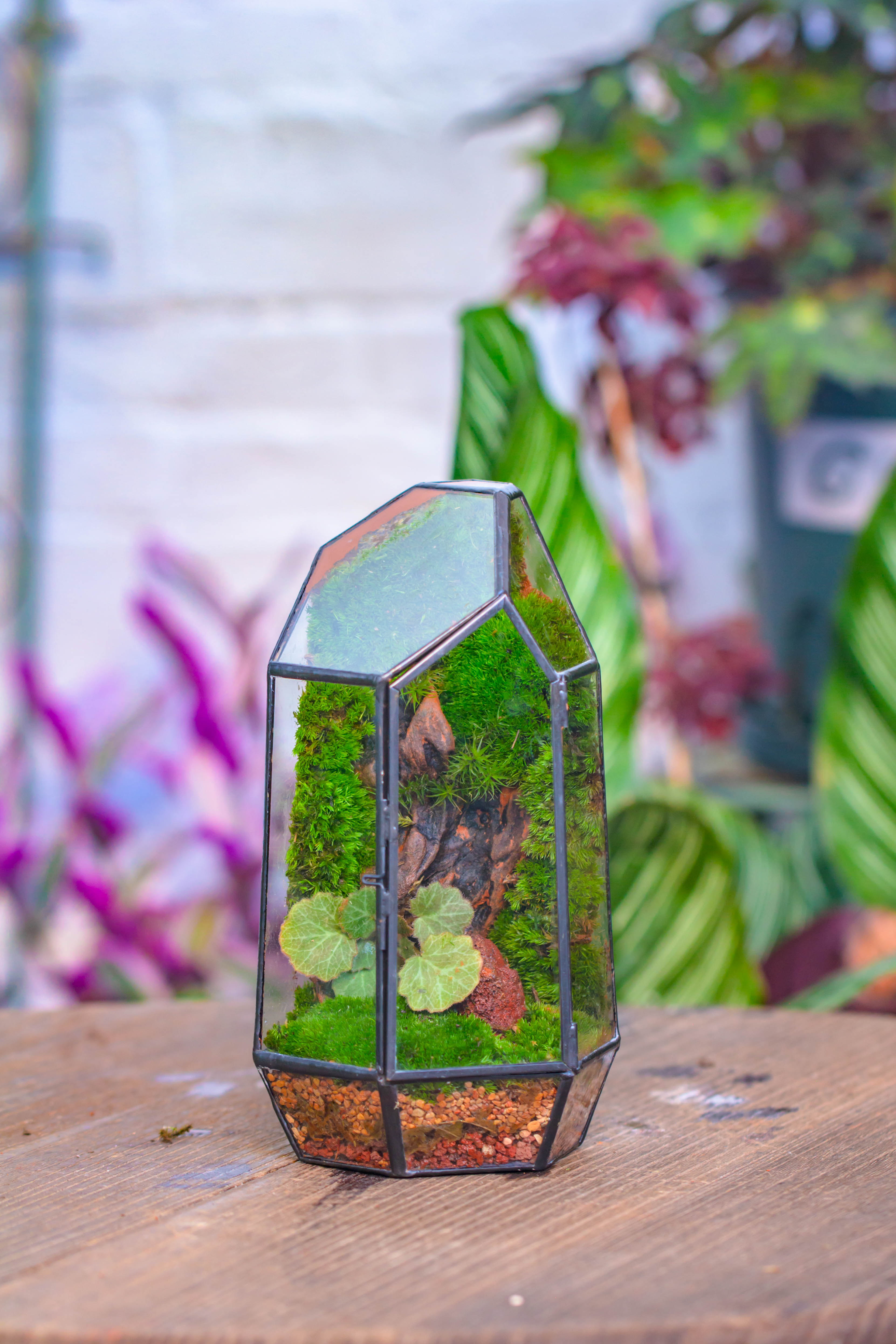 Dried sphagna Sphagni, 24L for DIY, terrarium building, microlandscape, Orchid, fern, vertical gardening - NCYPgarden