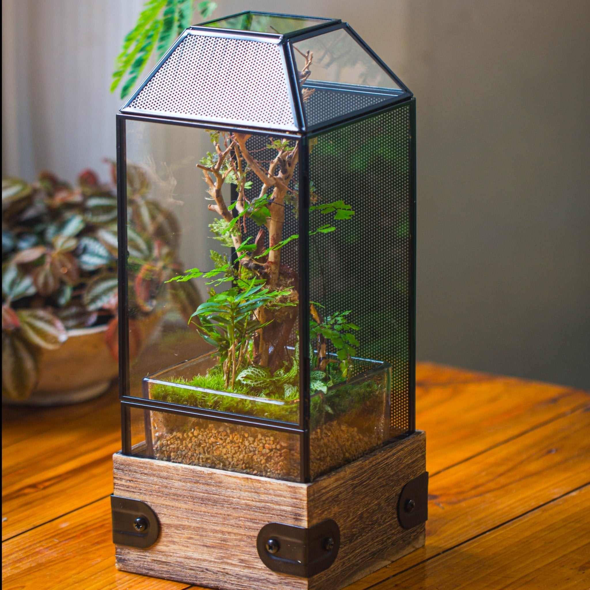 plants for jumping spider enclosure Handmade Glass Terrarium with Wood Base, Geometric Jumping Spider Enclosure, with Mesh Vent, for Plants, Snail, Insects SG06E2