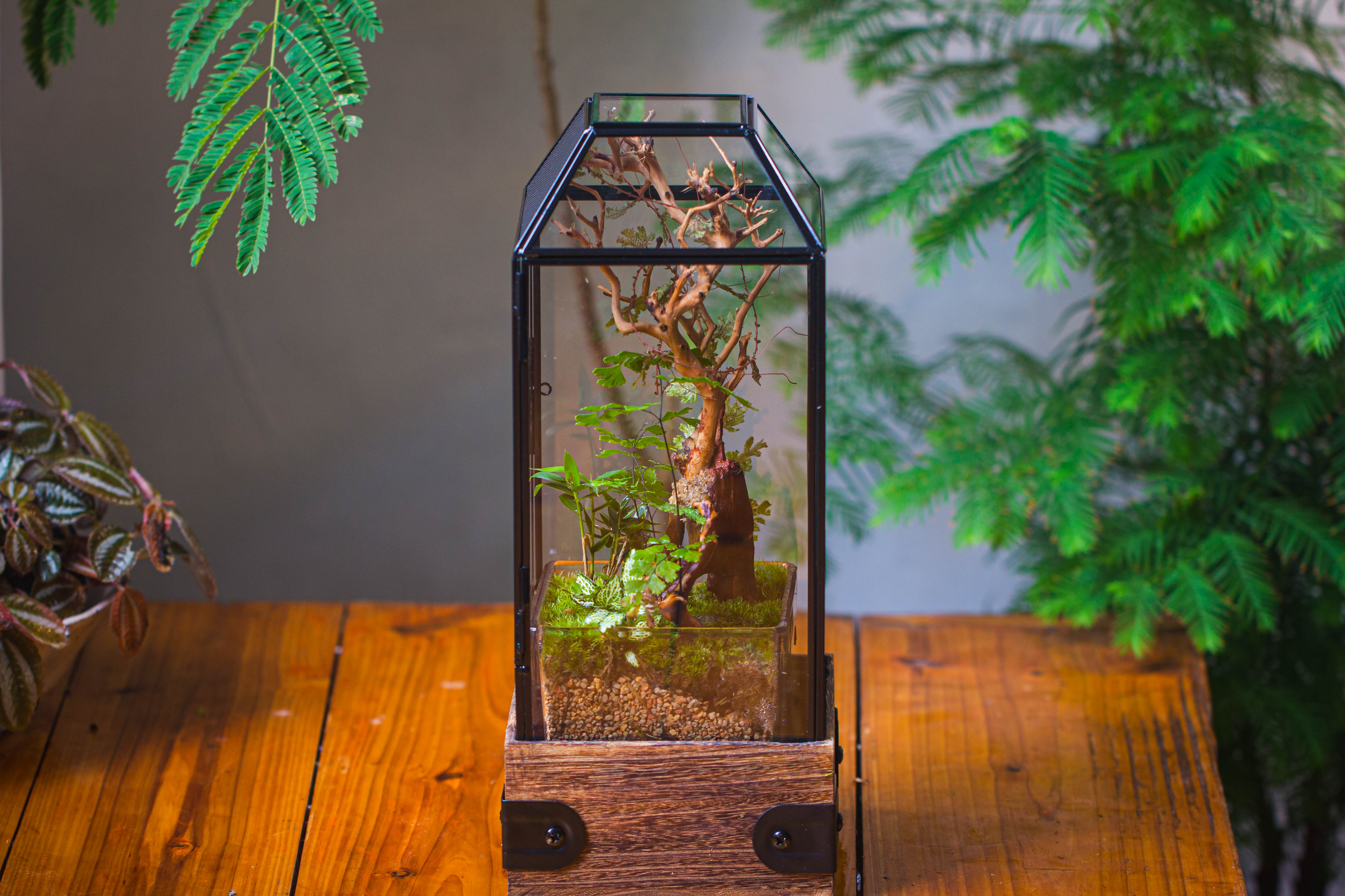 Handmade Glass Terrarium with Wood Base, Geometric Jumping Spider Enclosure, with Mesh Vent, for Plants, Snail, Insects - NCYPgarden