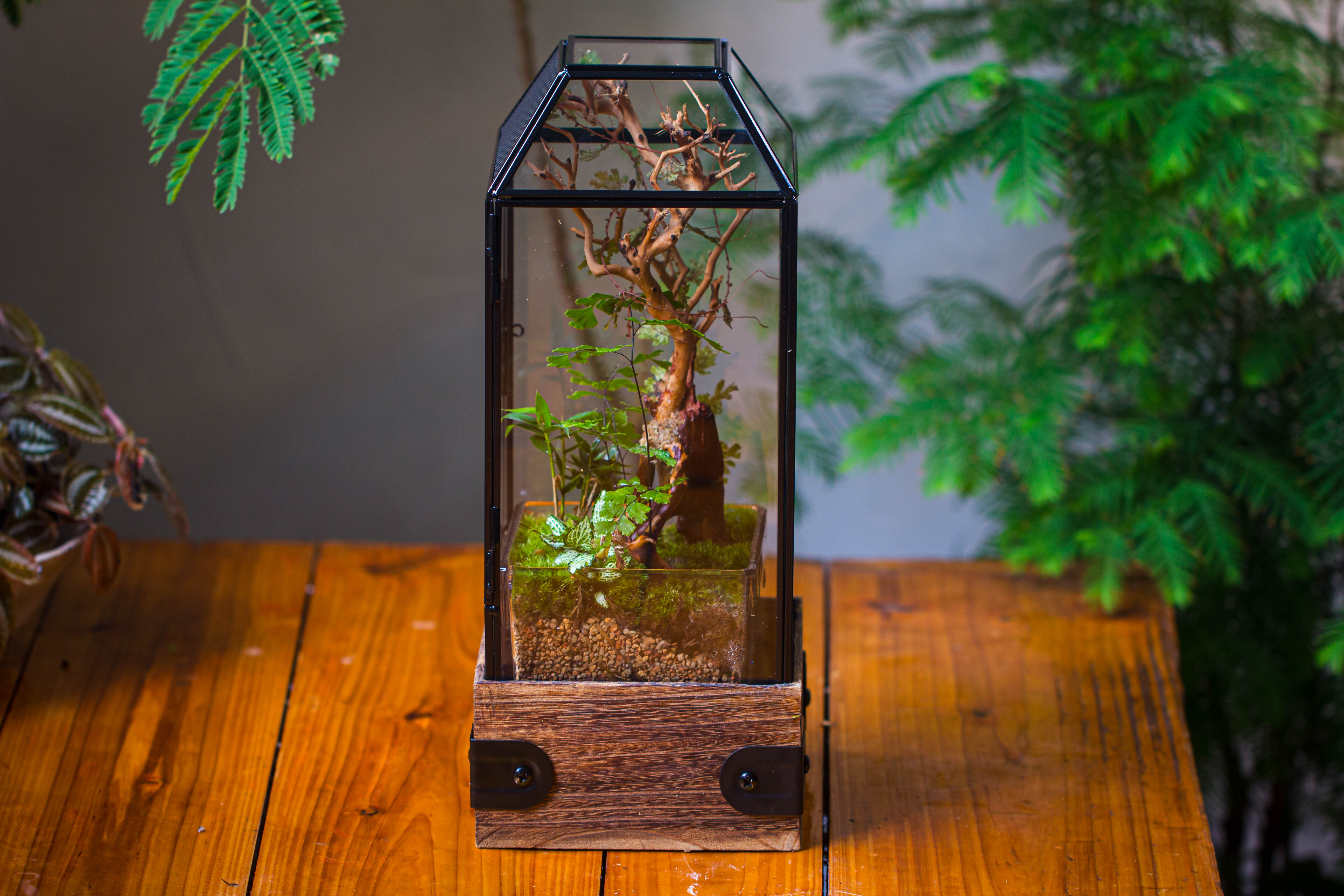 Handmade Glass Terrarium with Wood Base, Geometric Jumping Spider Enclosure, with Mesh Vent, for Plants, Snail, Insects - NCYPgarden