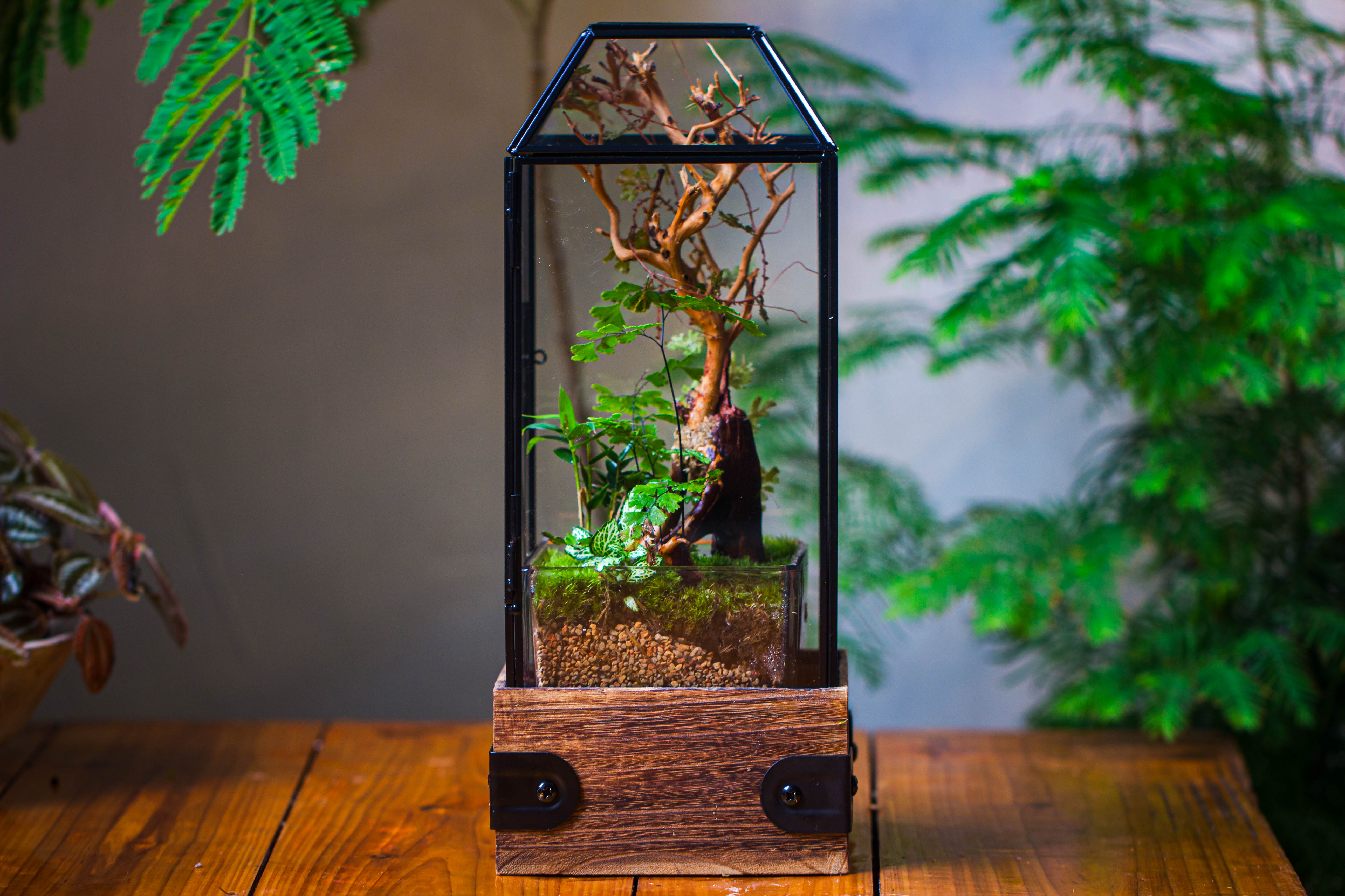 Handmade Glass Terrarium with Wood Base, Geometric Jumping Spider Enclosure, with Mesh Vent, for Plants, Snail, Insects - NCYPgarden
