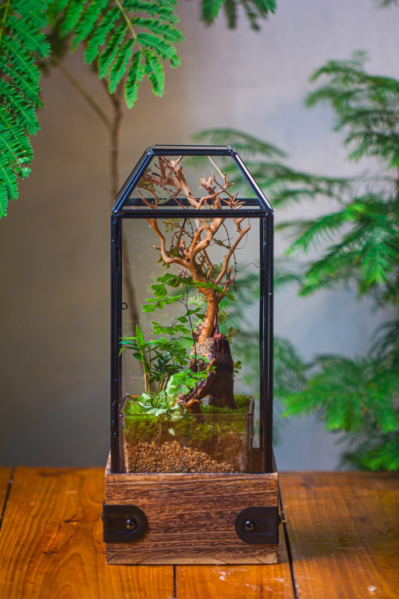 plants for jumping spider enclosure Handmade Glass Terrarium with Wood Base, Geometric Jumping Spider Enclosure, with Mesh Vent, for Plants, Snail, Insects SG06E2