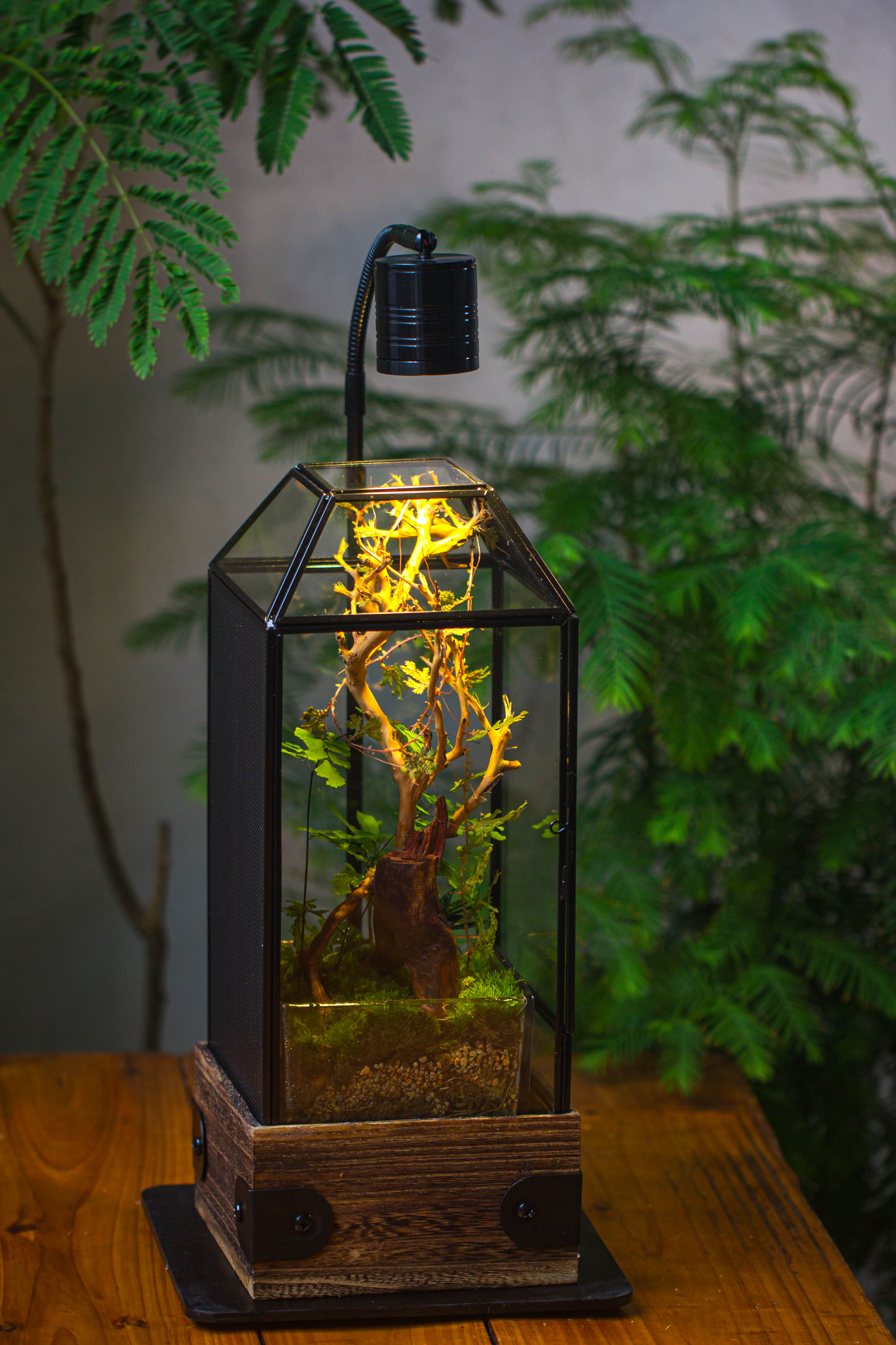Handmade Glass Terrarium with Wood Base, Geometric Jumping Spider Enclosure, with Mesh Vent, for Plants, Snail, Insects - NCYPgarden