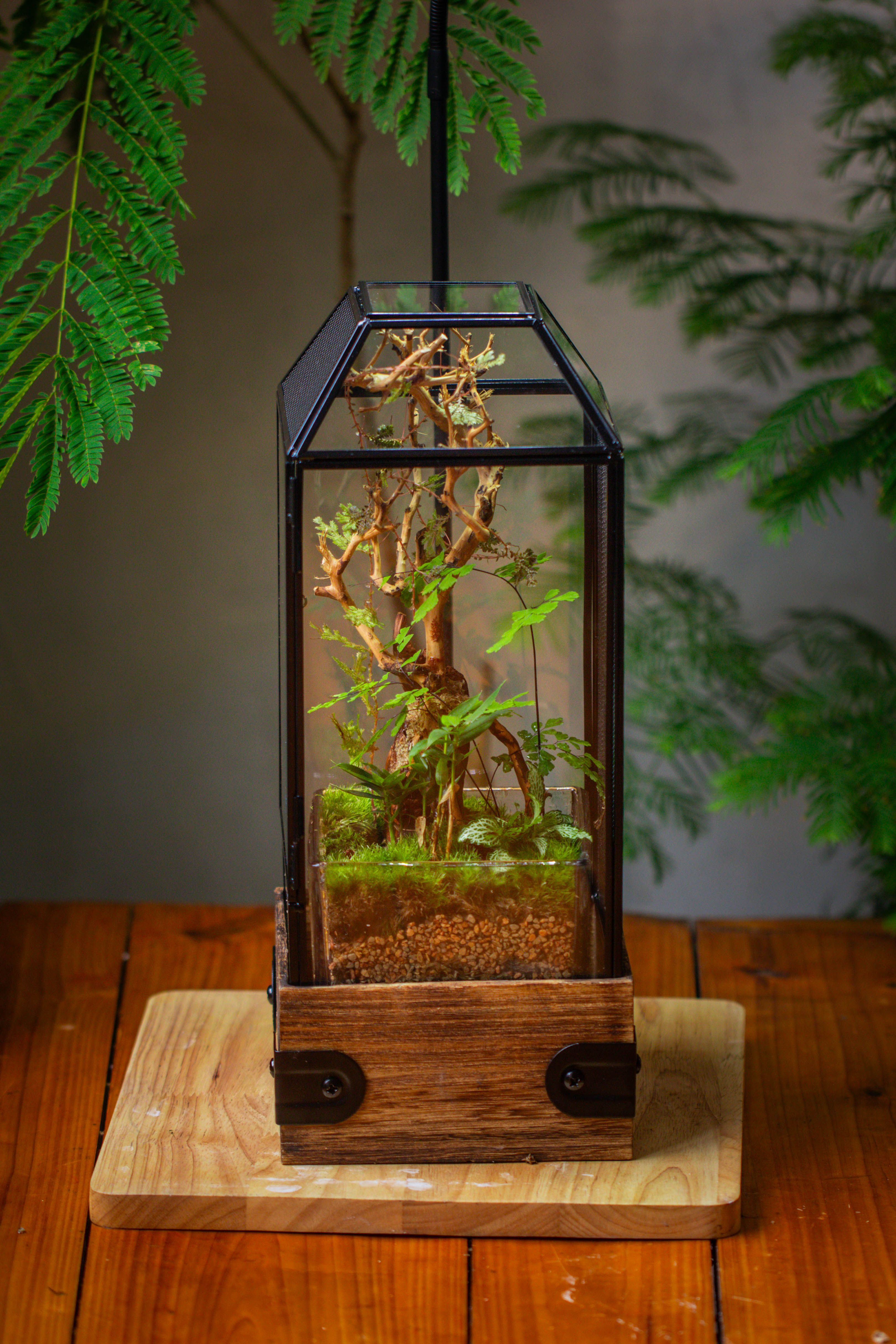 Handmade Glass Terrarium with Wood Base, Geometric Jumping Spider Enclosure, with Mesh Vent, for Plants, Snail, Insects - NCYPgarden