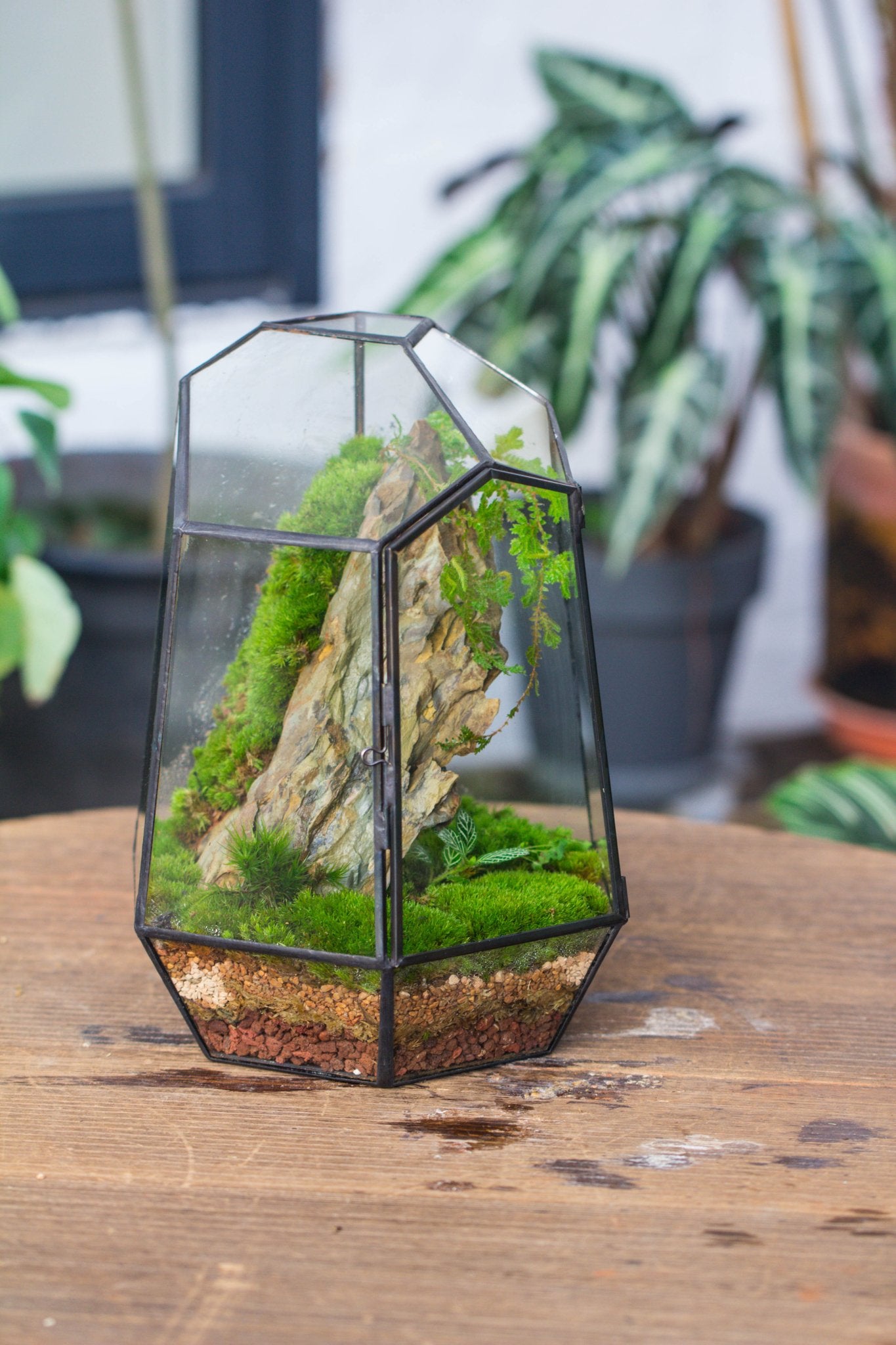 large indoor plant terrarium NCYP Large Close Geometric Glass Terrarium with Door, Tin Sealed Irreg – NCYPgarden