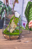 NCYP Close Geometric Glass Terrarium with Door, Tin Sealed Irregular Tall Planter for moss Flower Pot - NCYPgarden