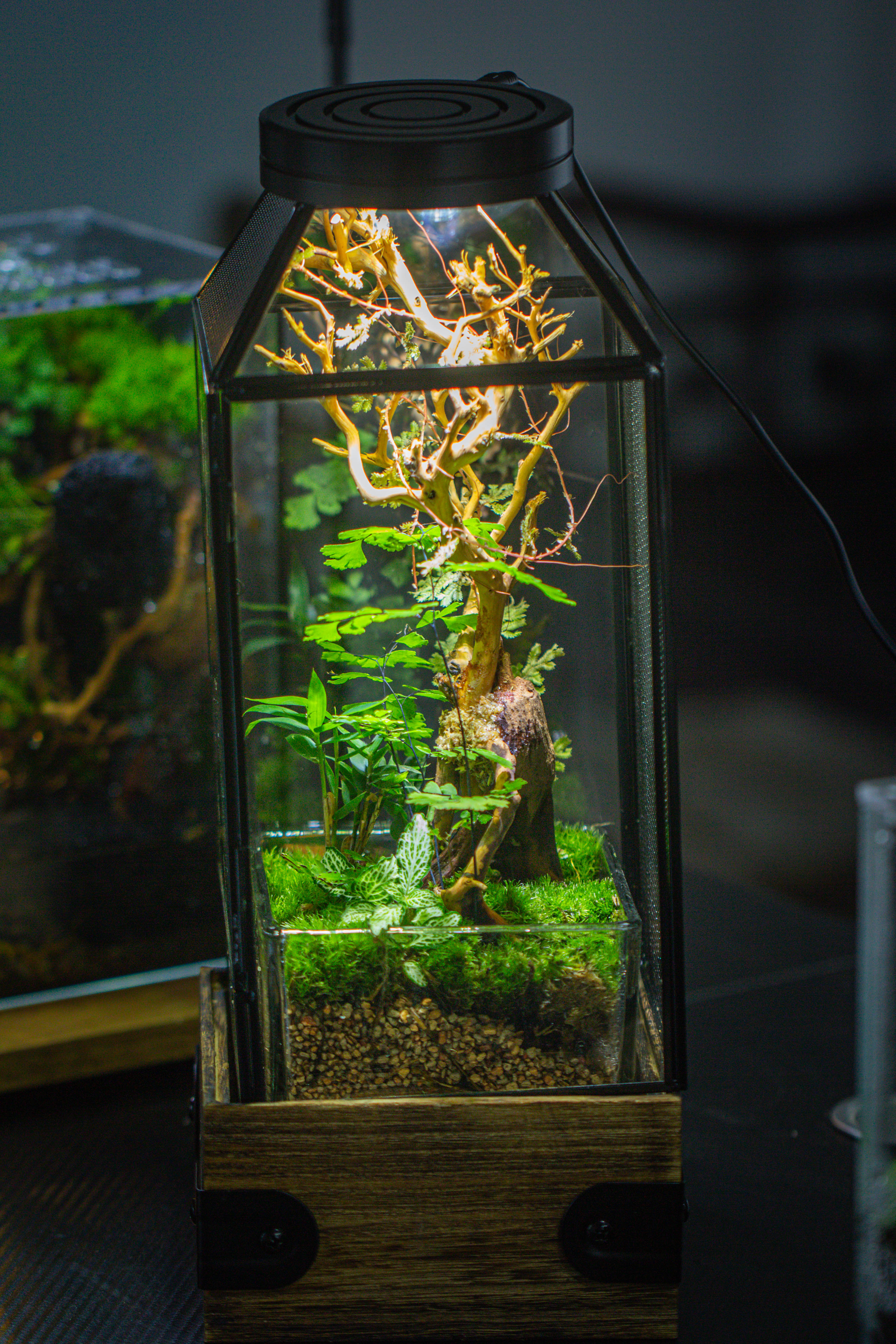 Handmade Glass Terrarium with Wood Base, Geometric Jumping Spider Enclosure, with Mesh Vent, for Plants, Snail, Insects - NCYPgarden