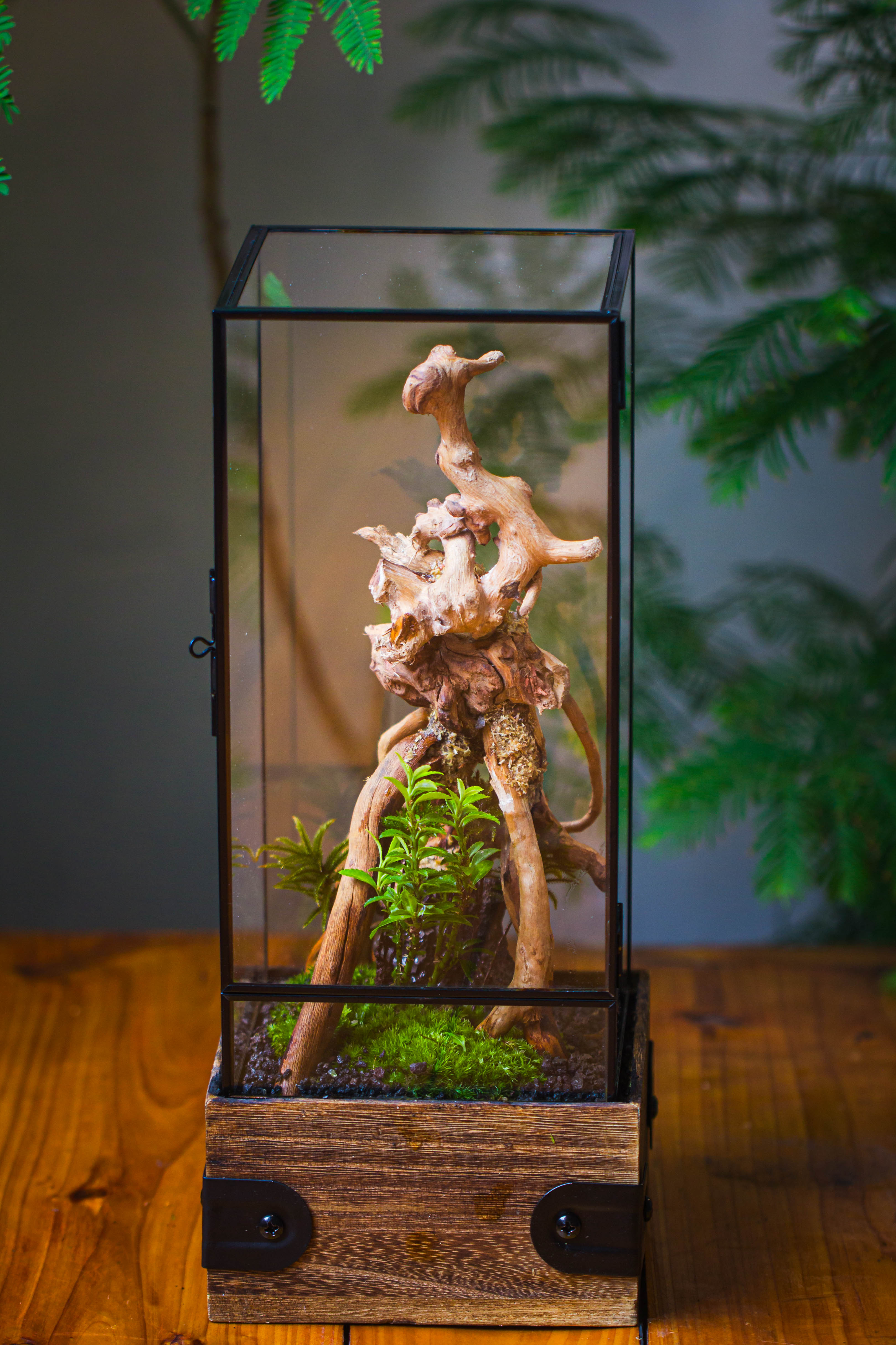 Handmade Glass Terrarium with Wood Base, Rectangular Planter with Door ...