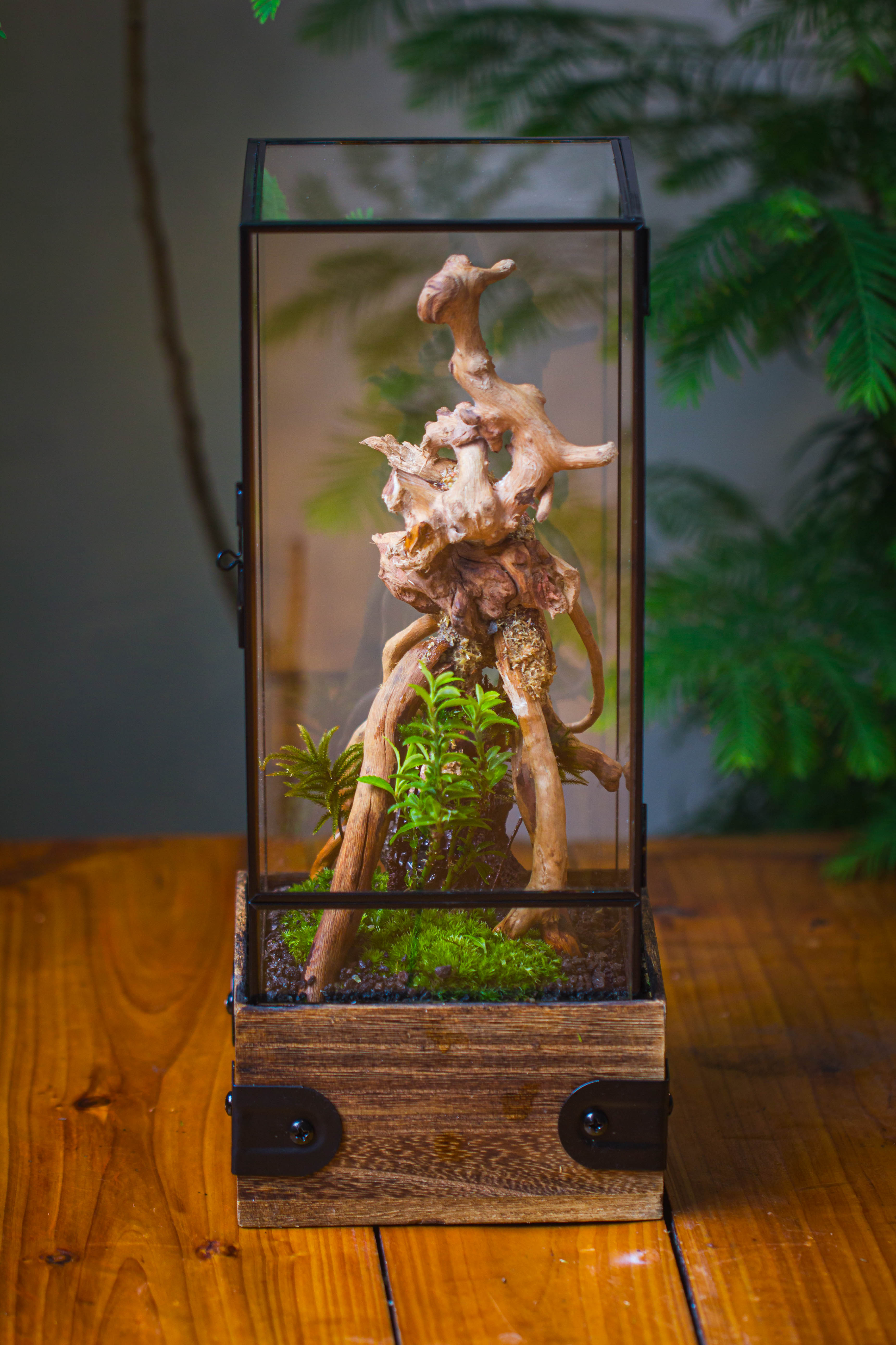 Handmade Glass Terrarium with Wood Base, Rectangular Planter with Door, with LED Acrylic Lamp Base for Plants, Moss Landscapes, Plant Lover Gift - NCYPgarden