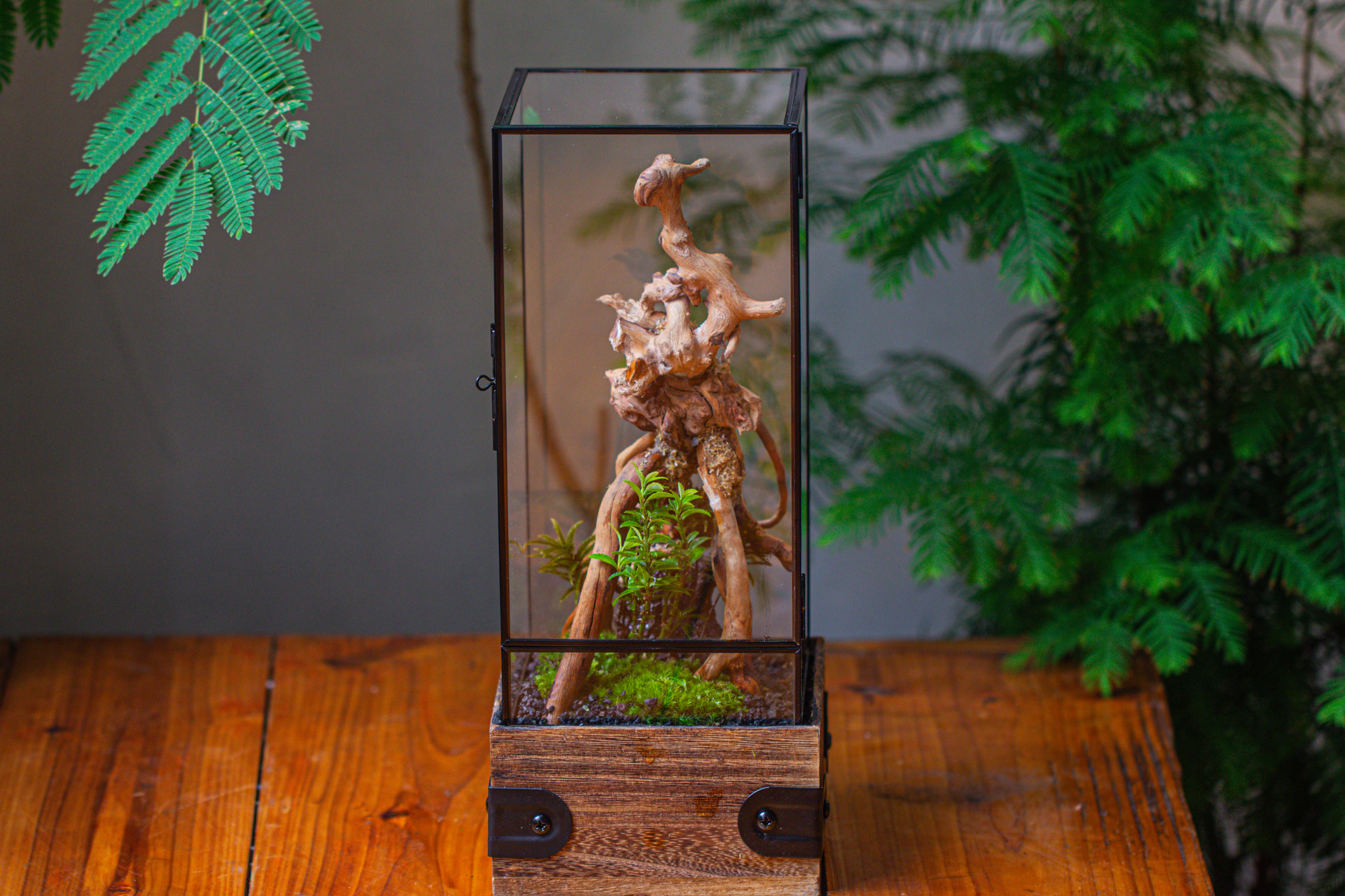 Handmade Glass Terrarium with Wood Base, Rectangular Planter with Door, with LED Acrylic Lamp Base for Plants, Moss Landscapes, Plant Lover Gift - NCYPgarden