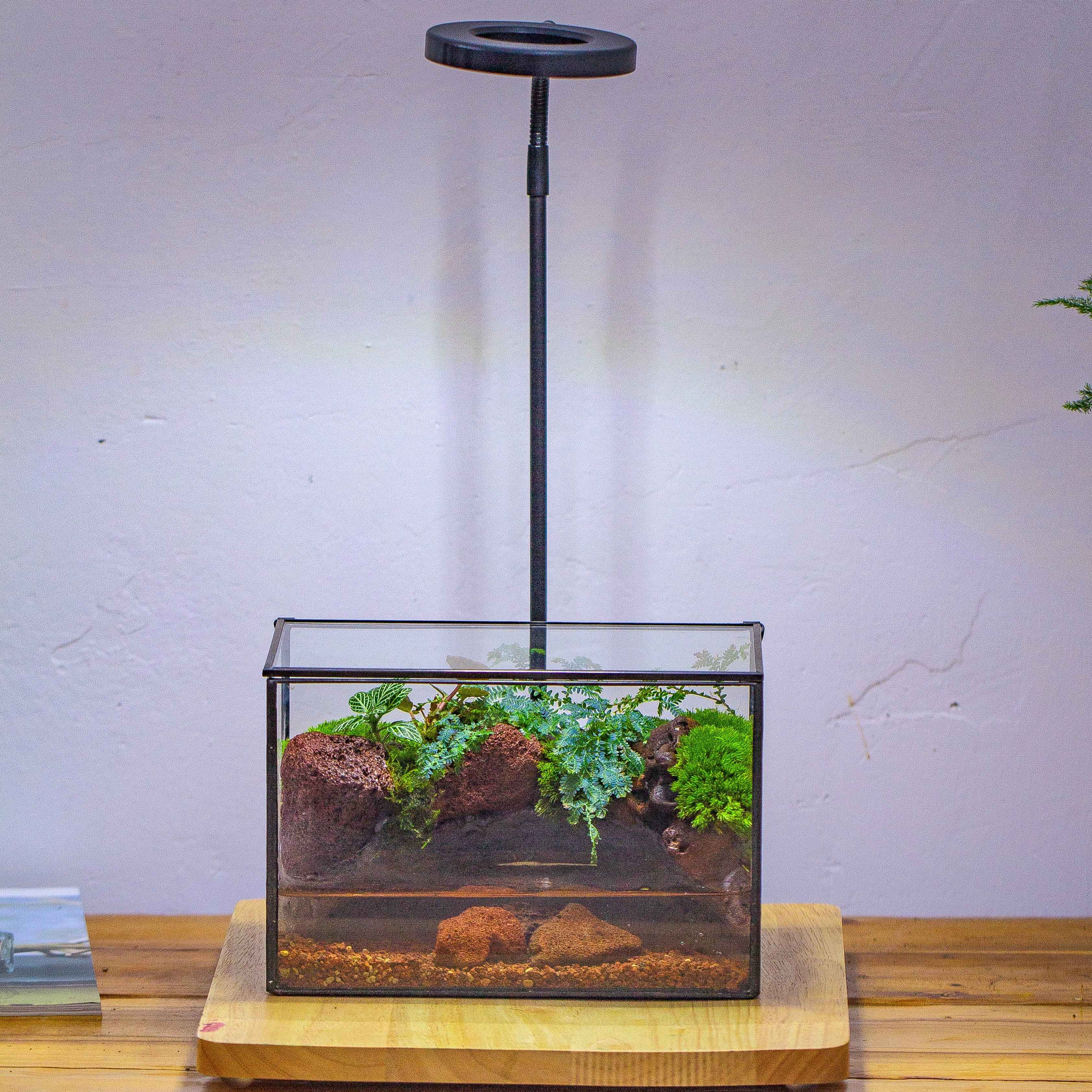 NCYP Watertight Close Rectangle Geometric Glass Tin Terrarium, for small waterpond, moss landscape, Live Miniature, water pond, landscape - NCYPgarden