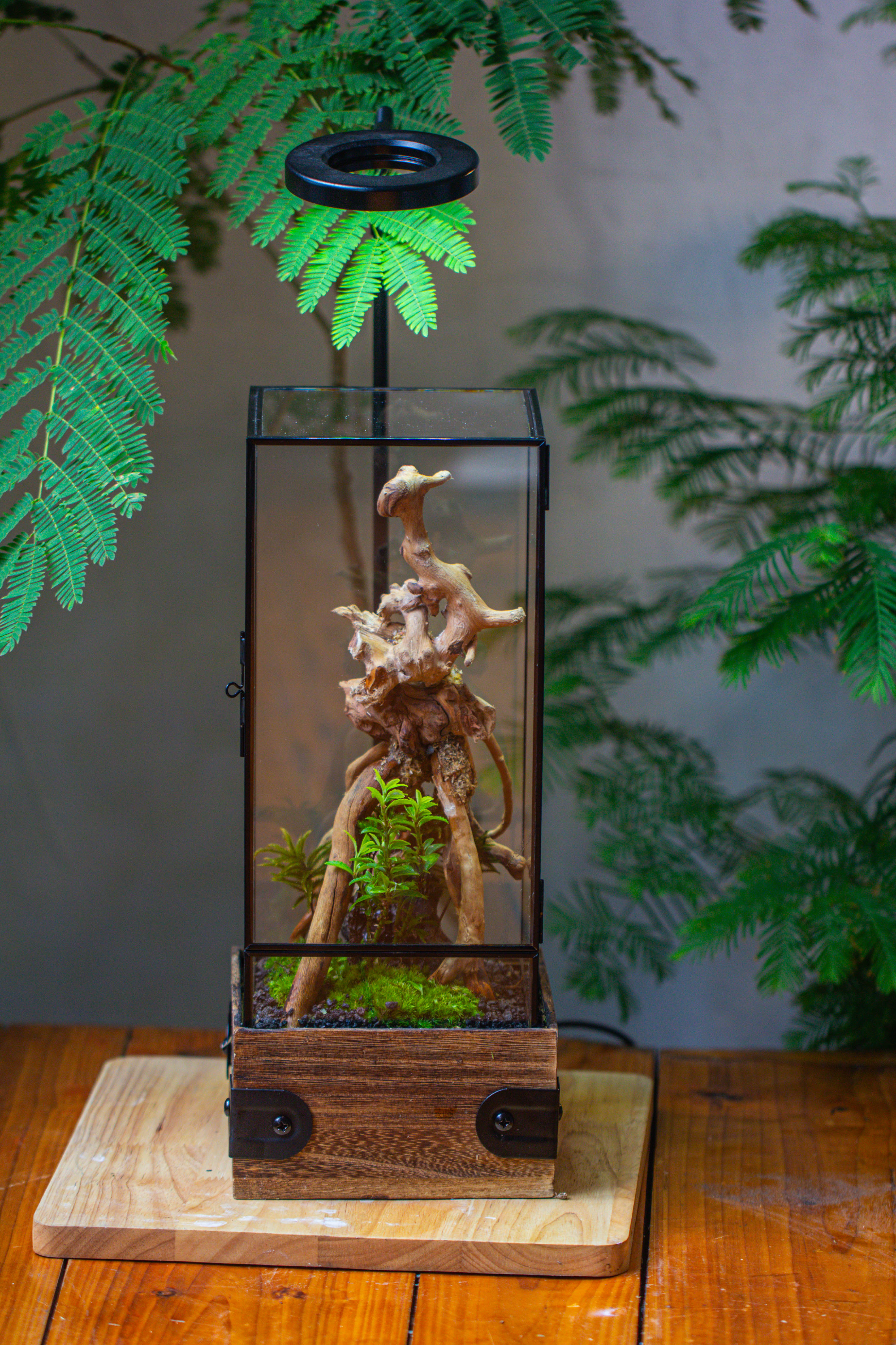 Handmade Glass Terrarium with Wood Base, Rectangular Planter with Door, with LED Acrylic Lamp Base for Plants, Moss Landscapes, Plant Lover Gift - NCYPgarden