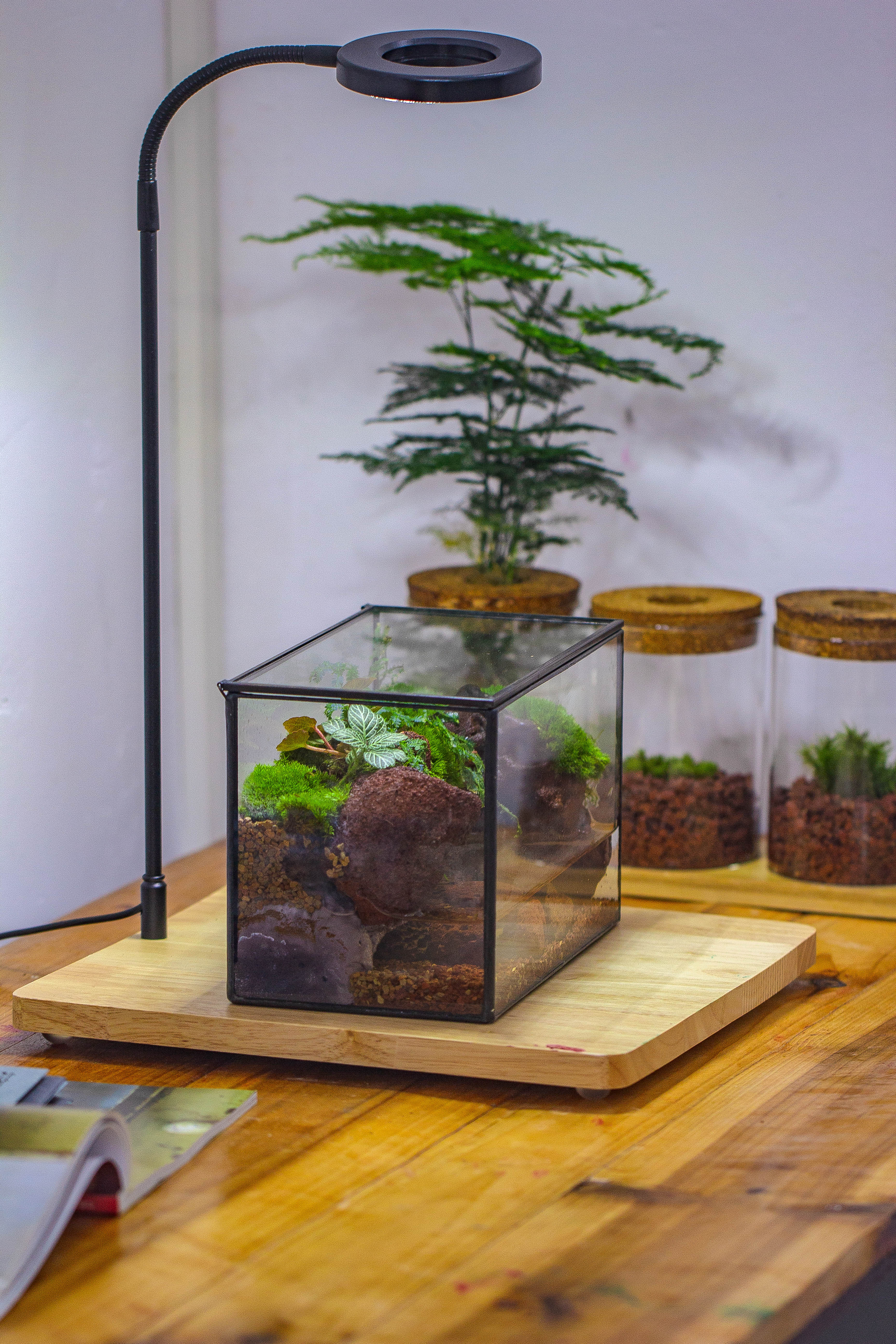 NCYP Watertight Close Rectangle Geometric Glass Tin Terrarium, for small waterpond, moss landscape, Live Miniature, water pond, landscape - NCYPgarden