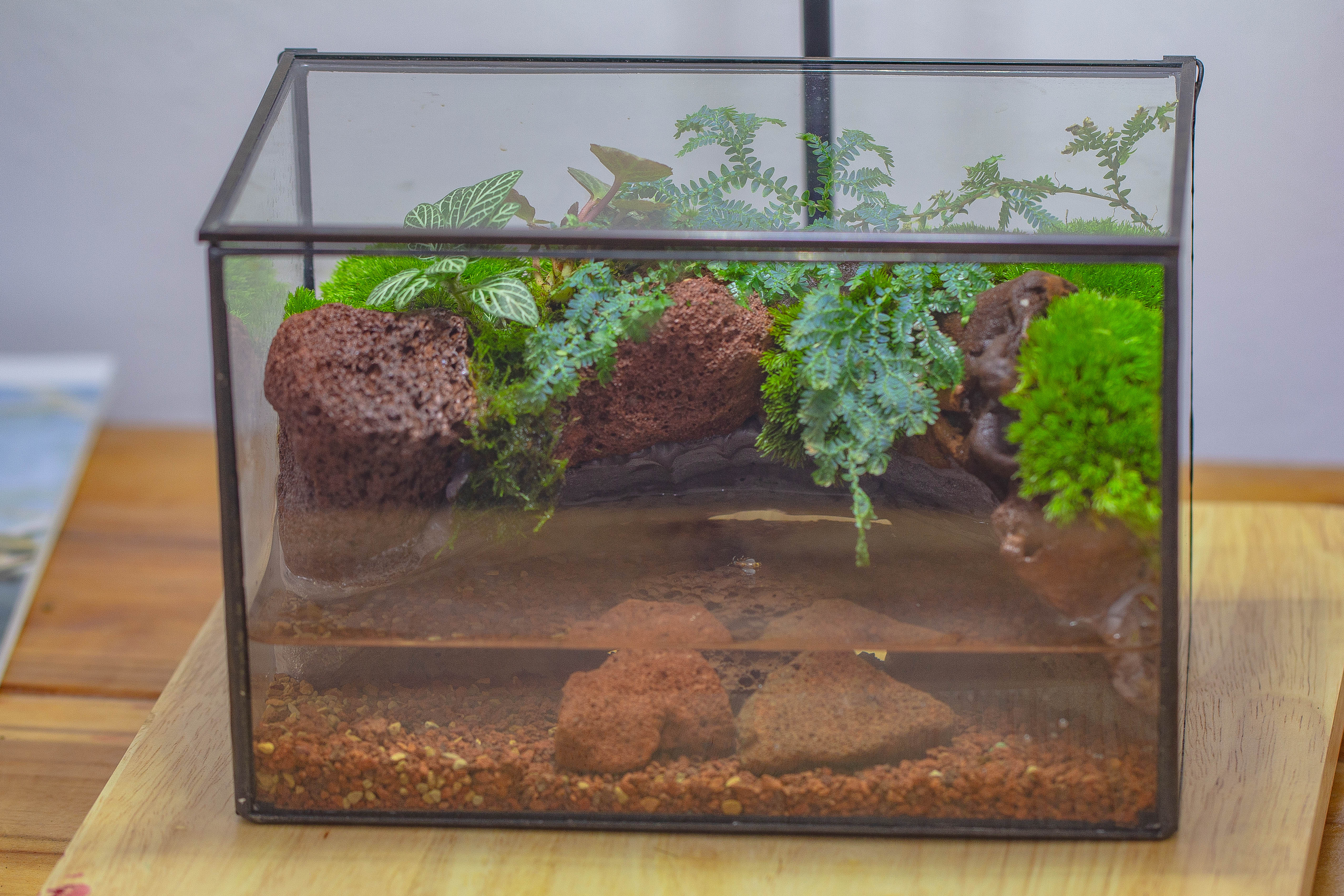 NCYP Watertight Close Rectangle Geometric Glass Tin Terrarium, for small waterpond, moss landscape, Live Miniature, water pond, landscape - NCYPgarden