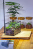 NCYP Watertight Close Small Rectangle Geometric Glass Tin Terrarium, for small waterpond, moss landscape, Live Miniature, water pond - NCYPgarden