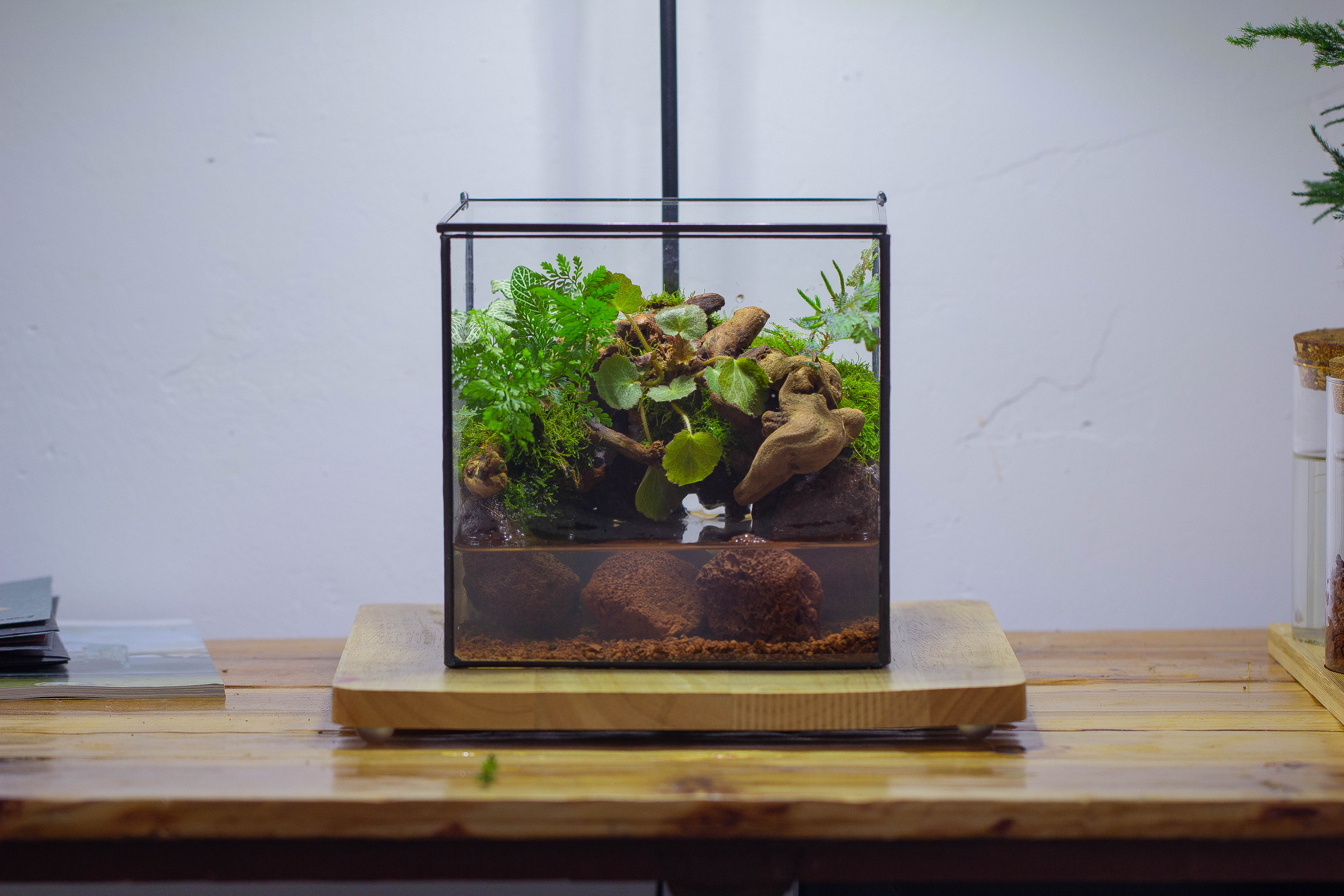 NCYP Watertight Close Cube 7" Geometric Glass Tin Terrarium, for small waterpond, moss landscape, Live Miniature, water pond, landscape - NCYPgarden