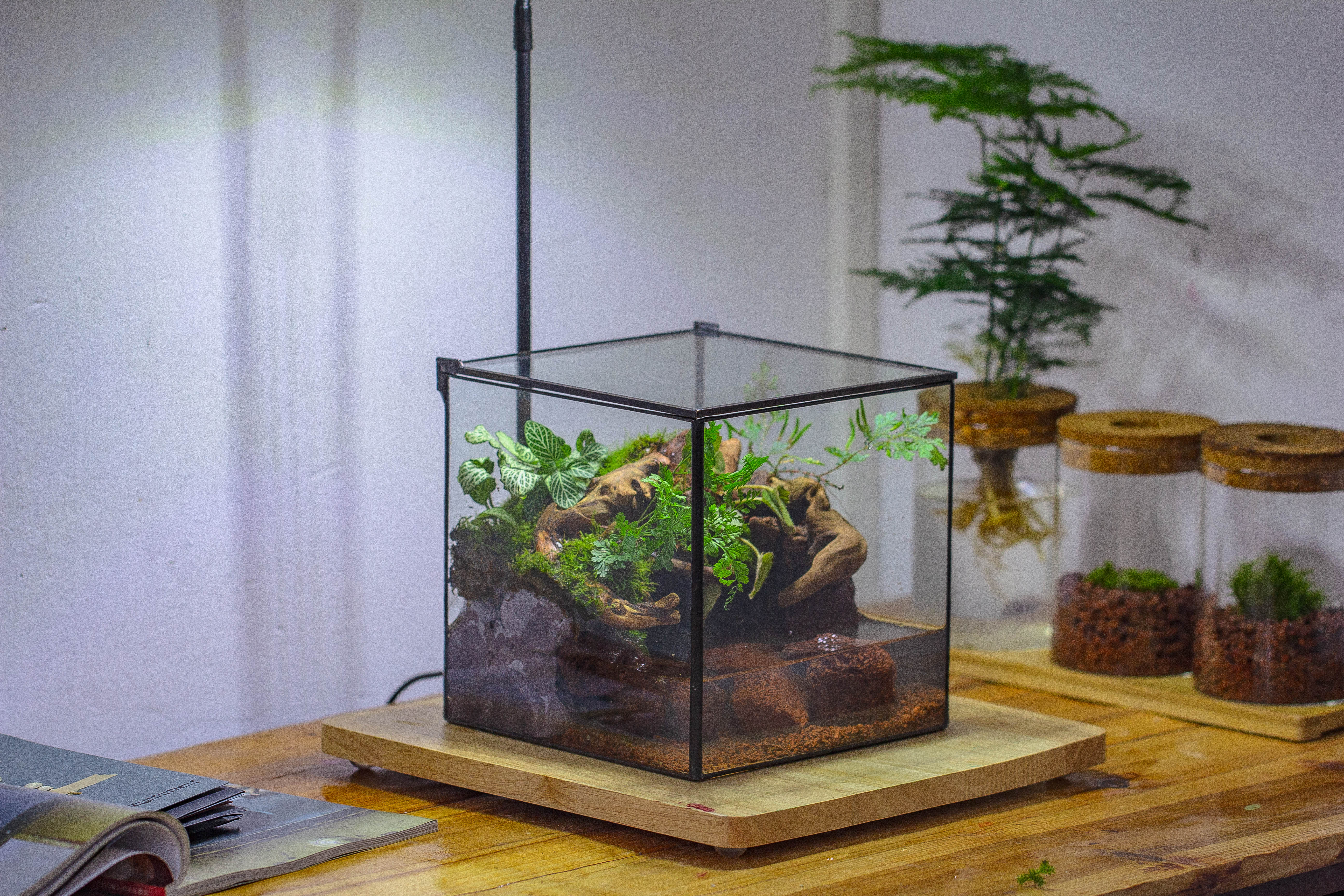 NCYP Watertight Close Cube 7" Geometric Glass Tin Terrarium, for small waterpond, moss landscape, Live Miniature, water pond, landscape - NCYPgarden