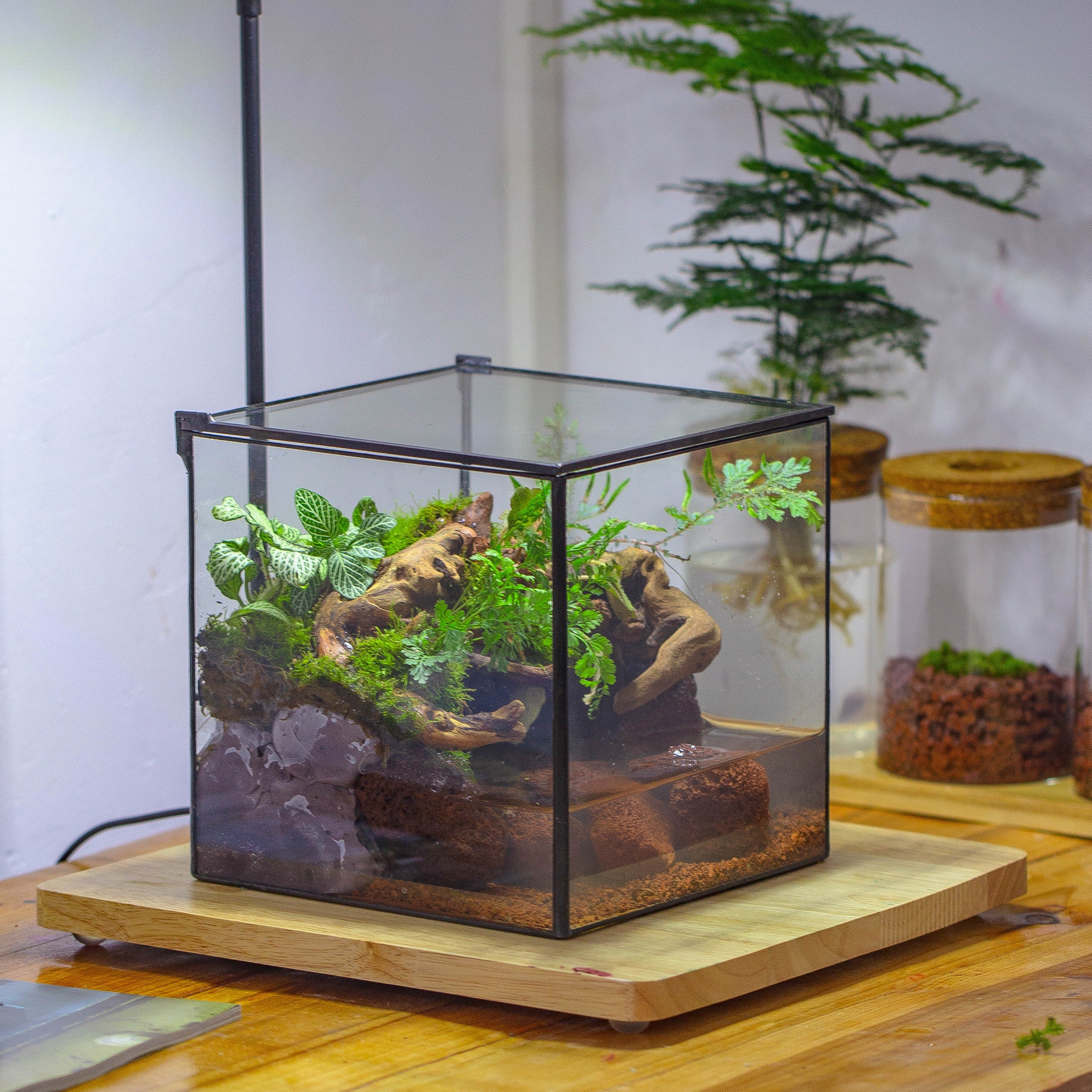 NCYP Watertight Close Cube 7" Geometric Glass Tin Terrarium, for small waterpond, moss landscape, Live Miniature, water pond, landscape - NCYPgarden