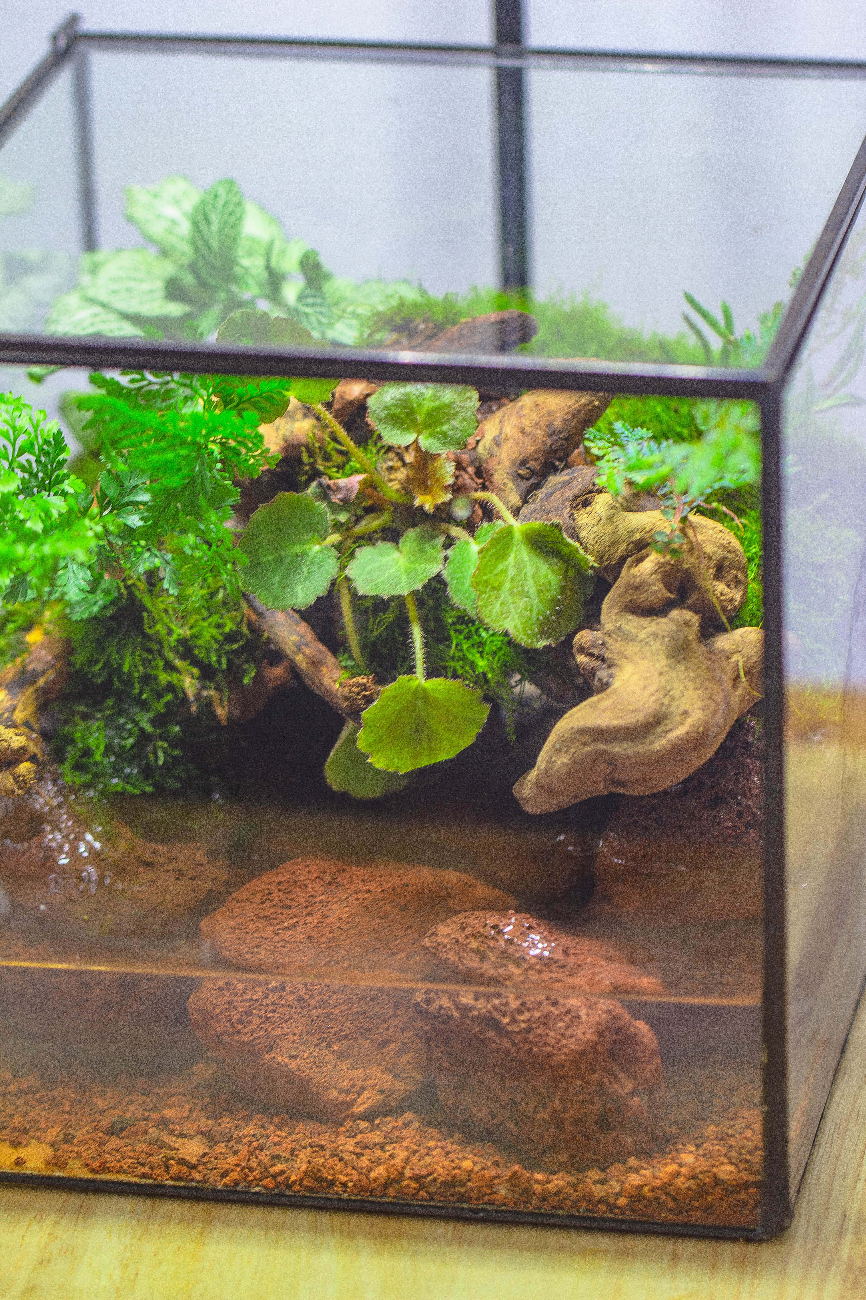 NCYP Watertight Close Cube 7" Geometric Glass Tin Terrarium, for small waterpond, moss landscape, Live Miniature, water pond, landscape - NCYPgarden