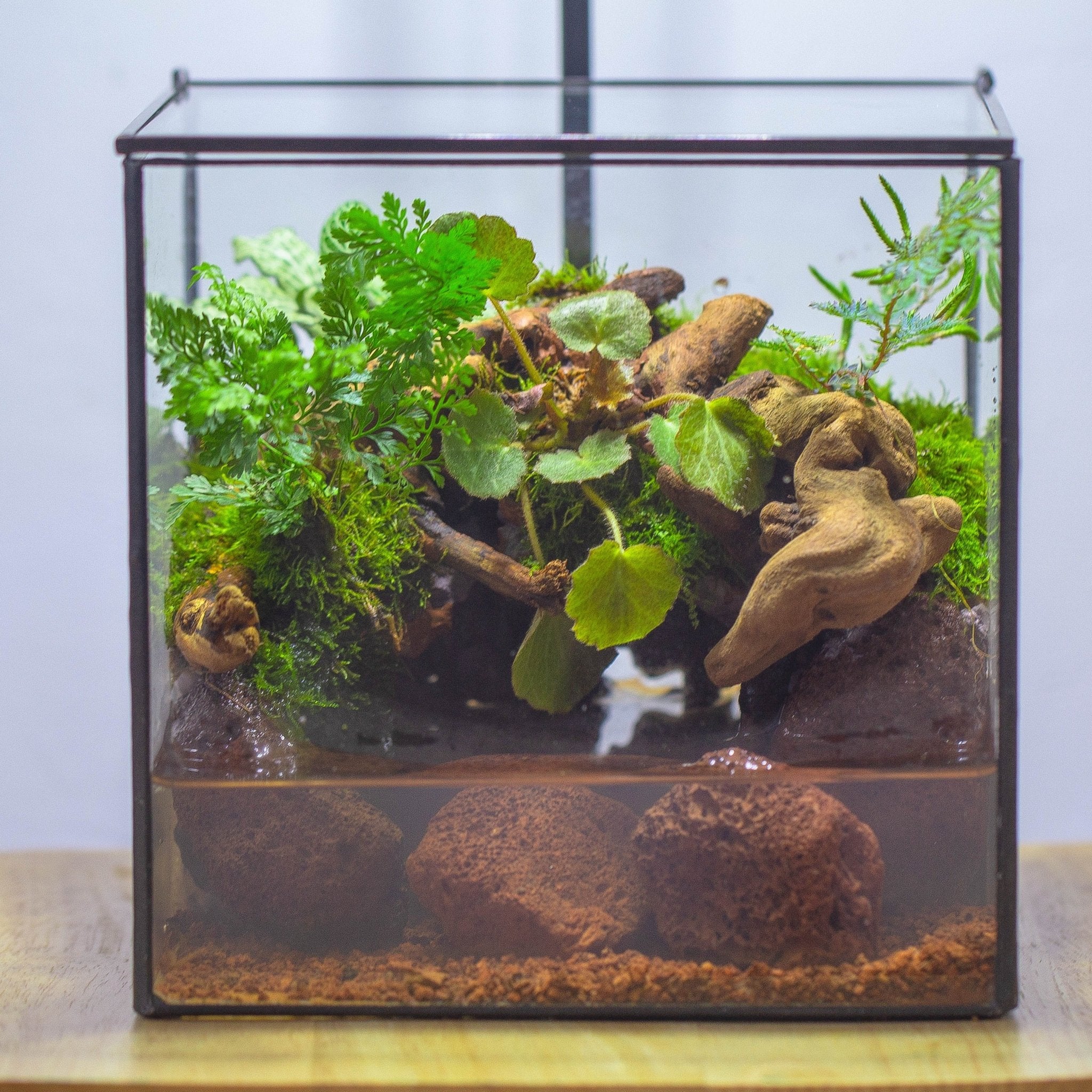 aqua terrarium plants NCYP Watertight Close Cube 7" Geometric Glass Tin Terrarium, for small – NCYPgarden