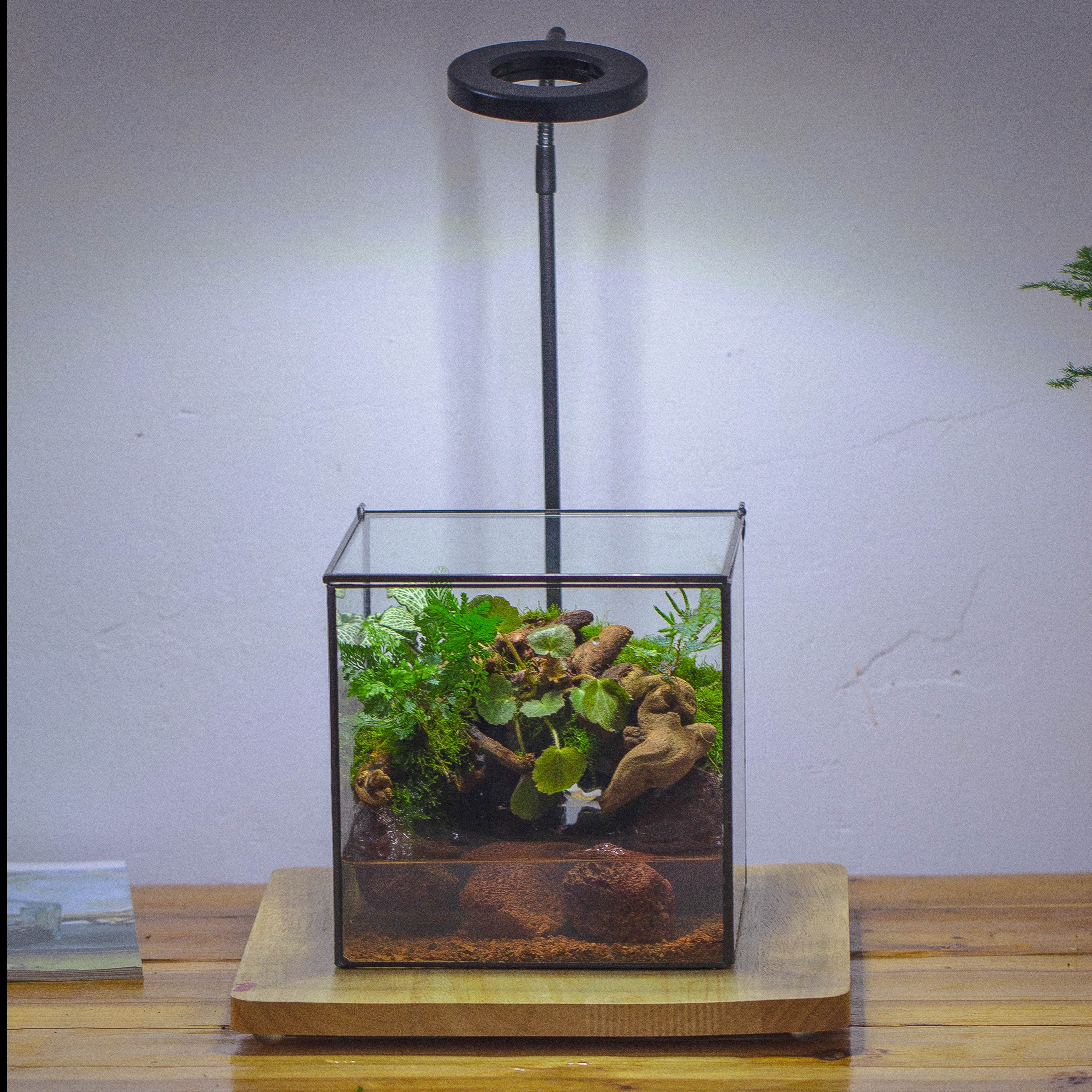 NCYP Watertight Close Cube 7" Geometric Glass Tin Terrarium, for small waterpond, moss landscape, Live Miniature, water pond, landscape - NCYPgarden