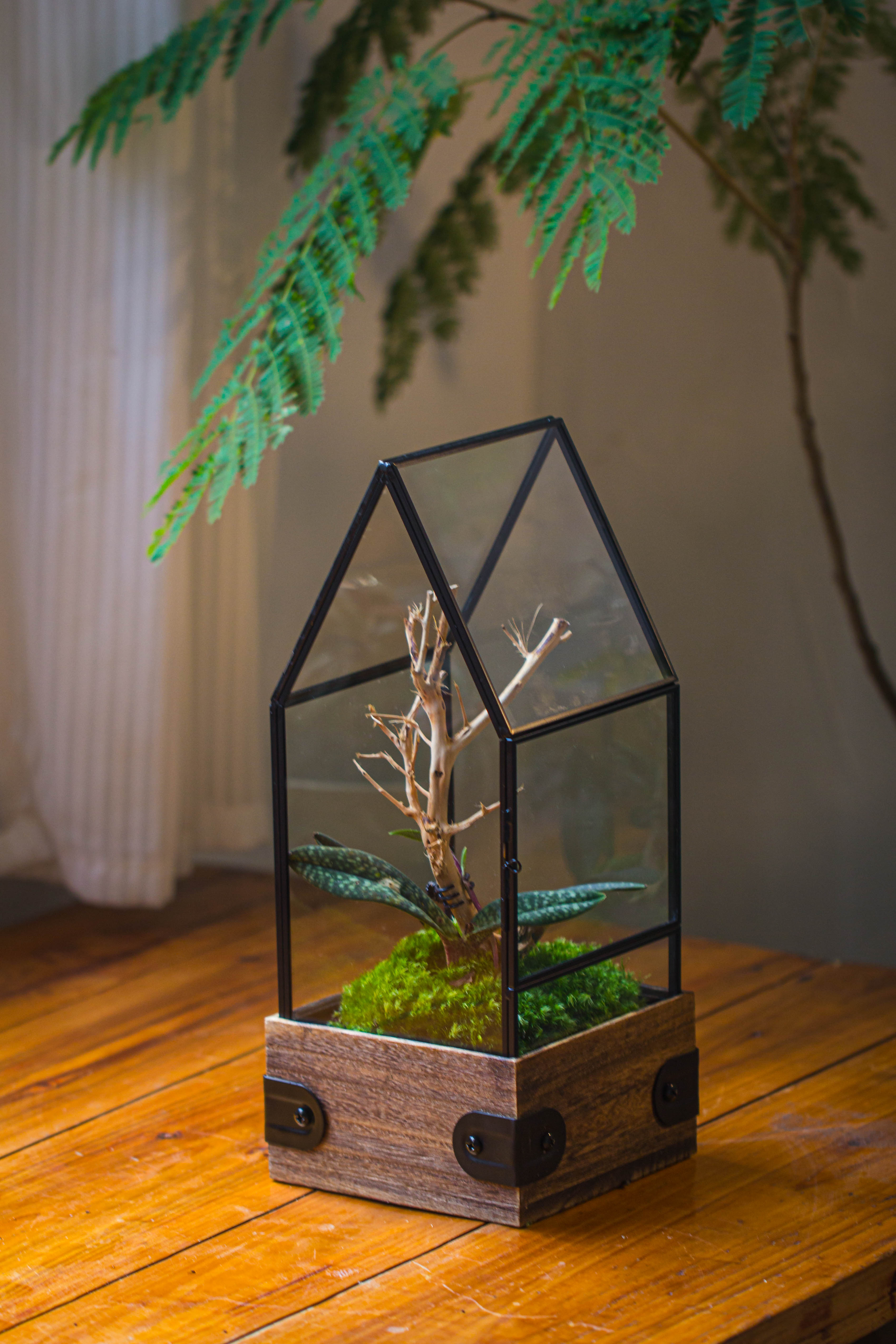 Handmade Glass Terrarium with Wood Base, House Shape Planter with Door, with LED Wood Lamp Base for Plants, Moss Landscapes, Plant Lover Gift - NCYPgarden