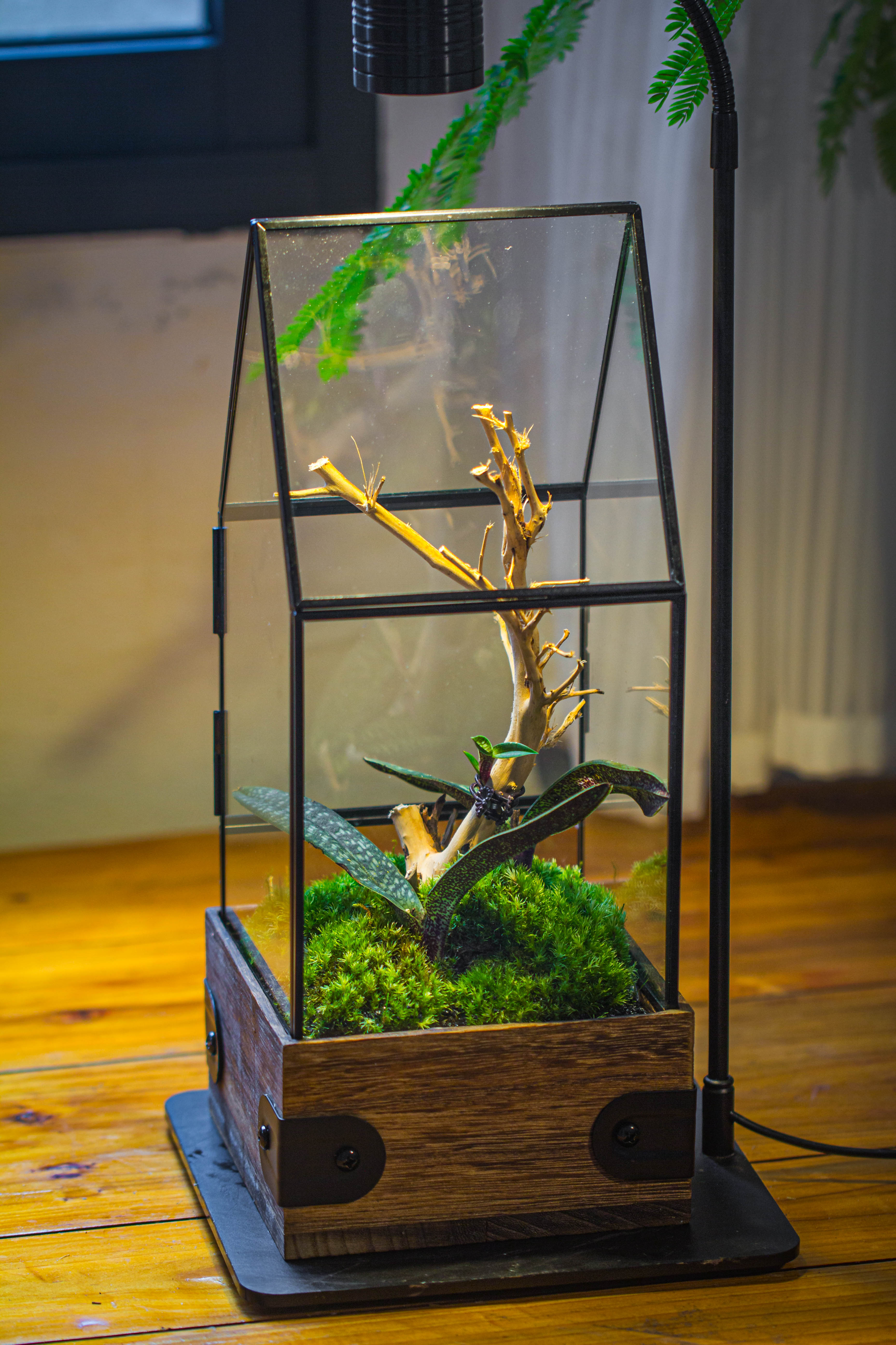 Handmade Glass Terrarium with Wood Base, House Shape Planter with Door, with LED Wood Lamp Base for Plants, Moss Landscapes, Plant Lover Gift - NCYPgarden